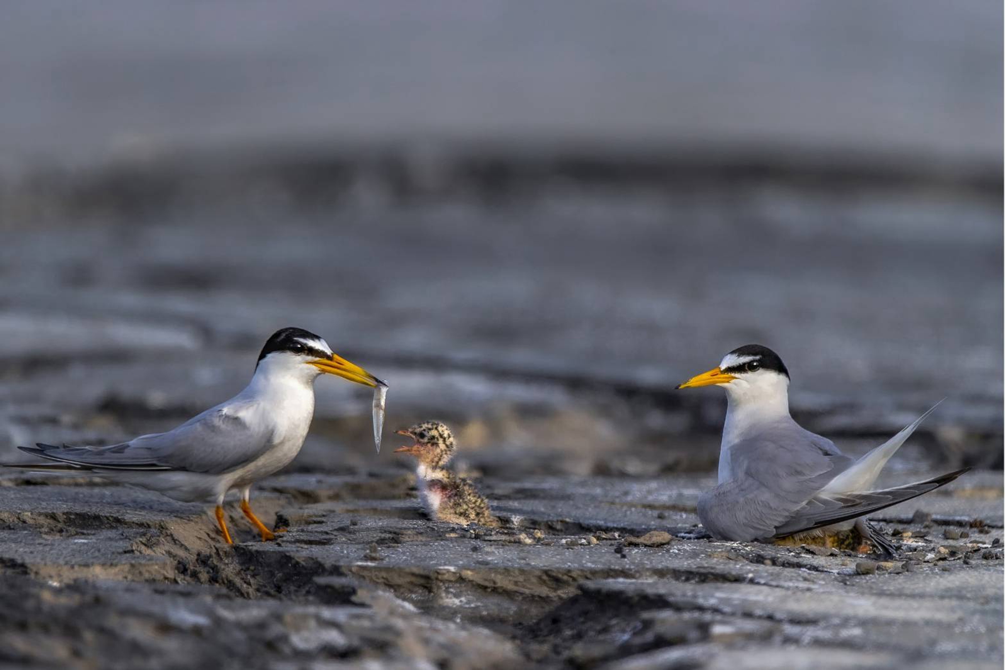 11月入選-陳翠娥-開飯