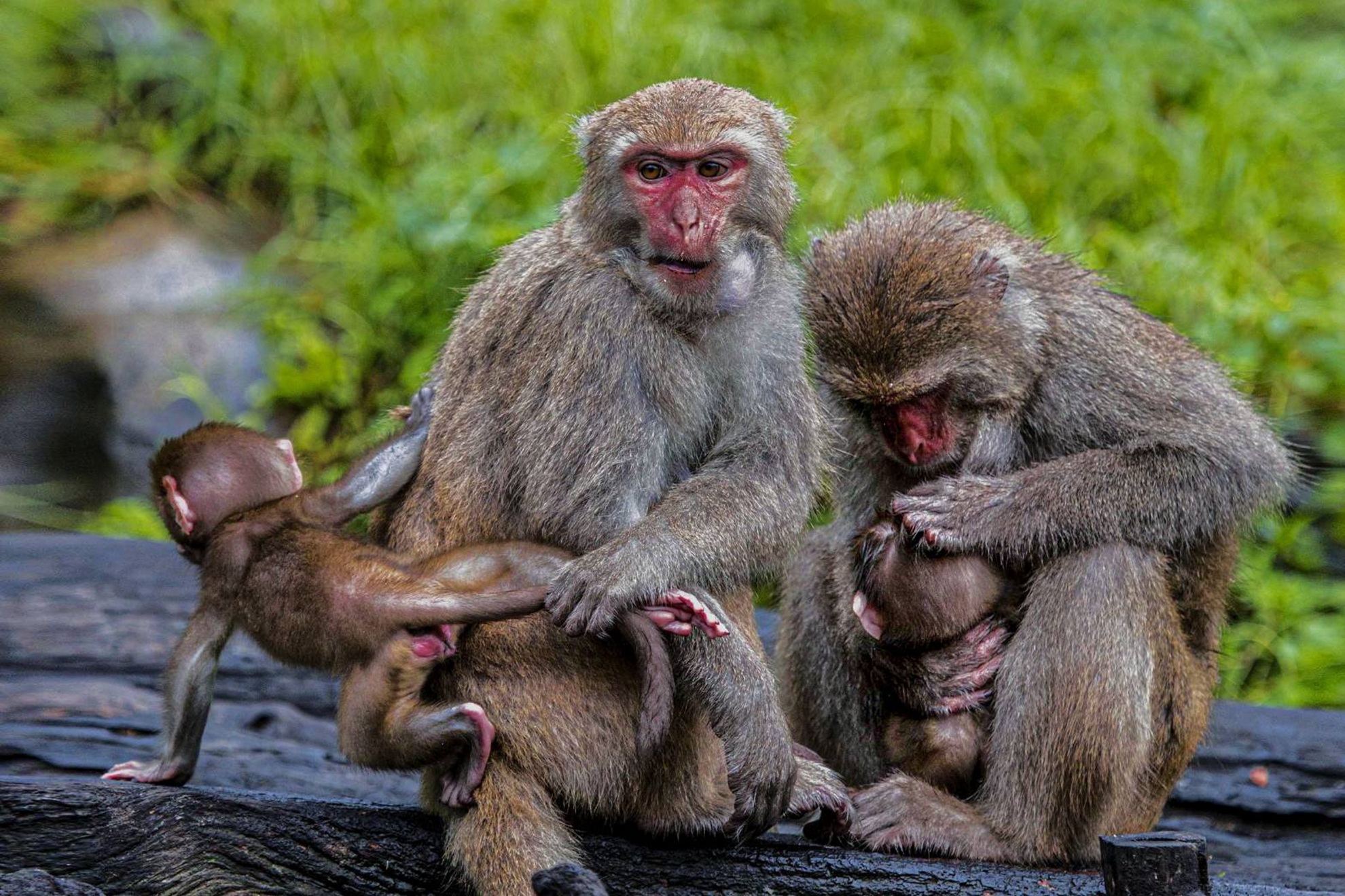 11月入選-陳翠娥-麥造