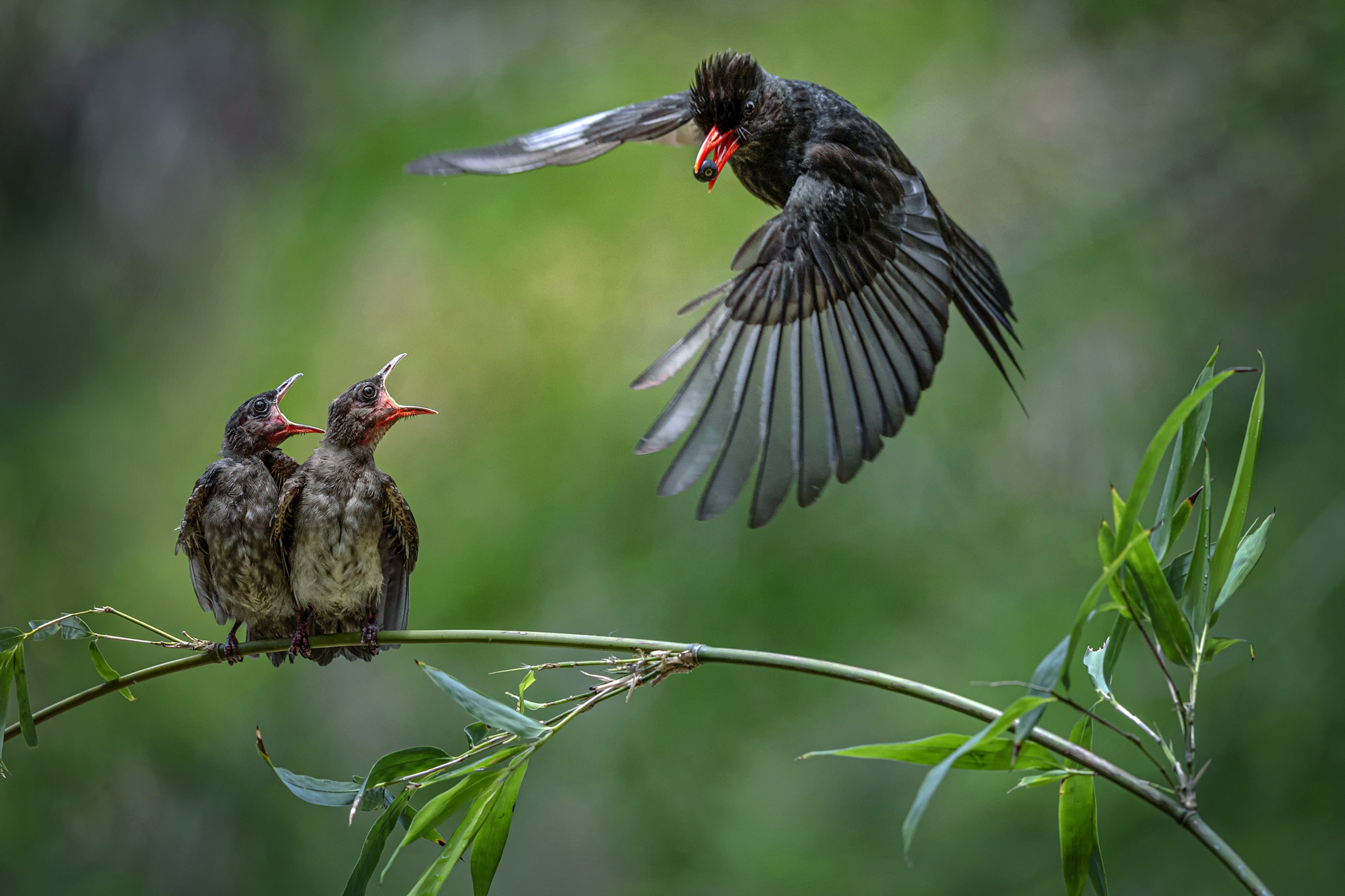 12月佳作-陳翠娥-餵食