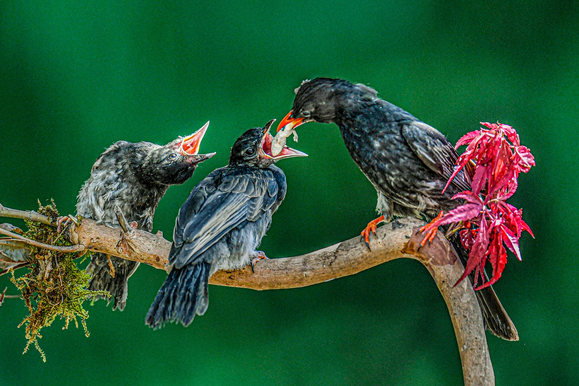 12月入選-陳泓文-我也要