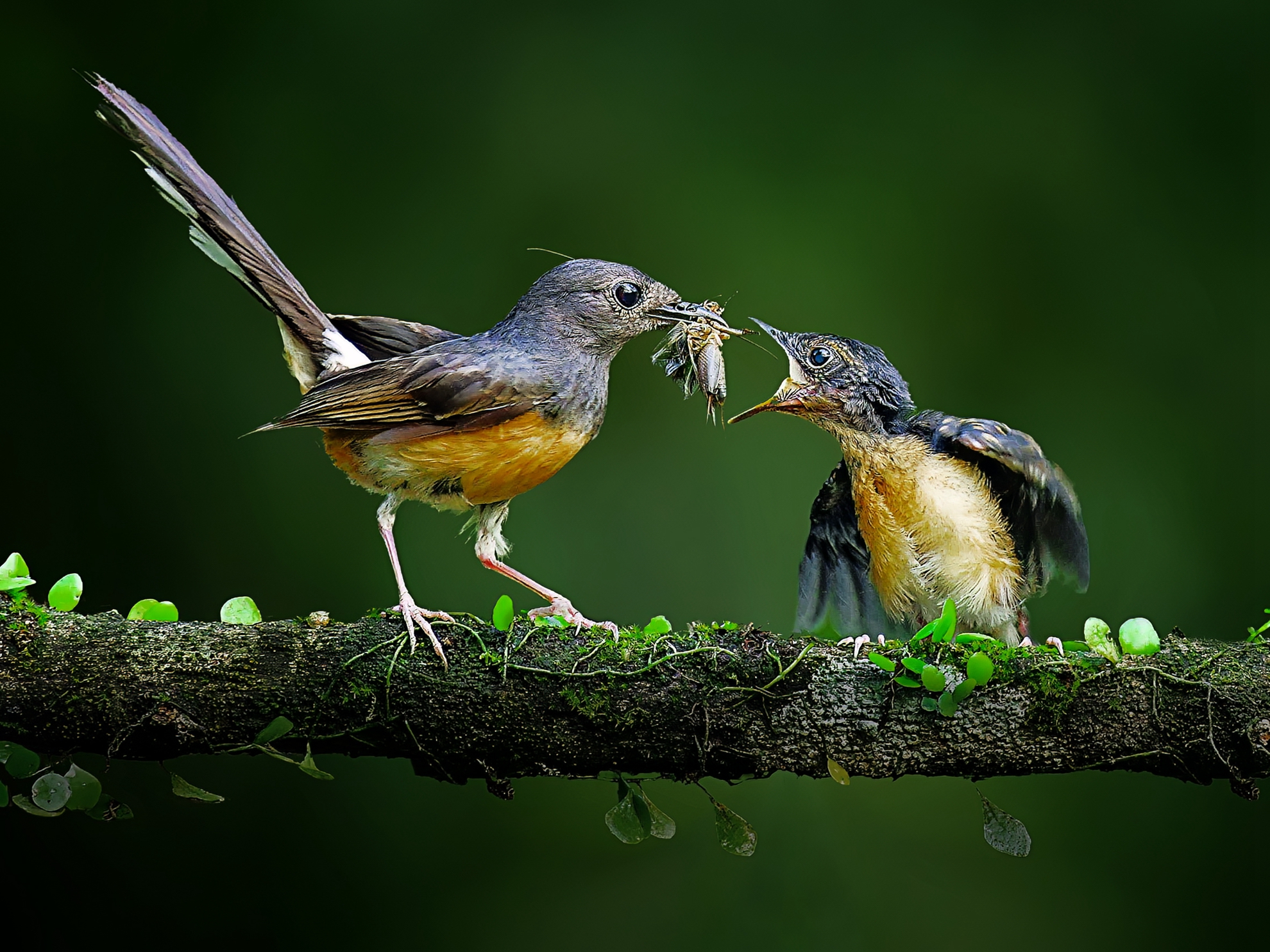 1月-入選-育雛-吳(糸秀)華