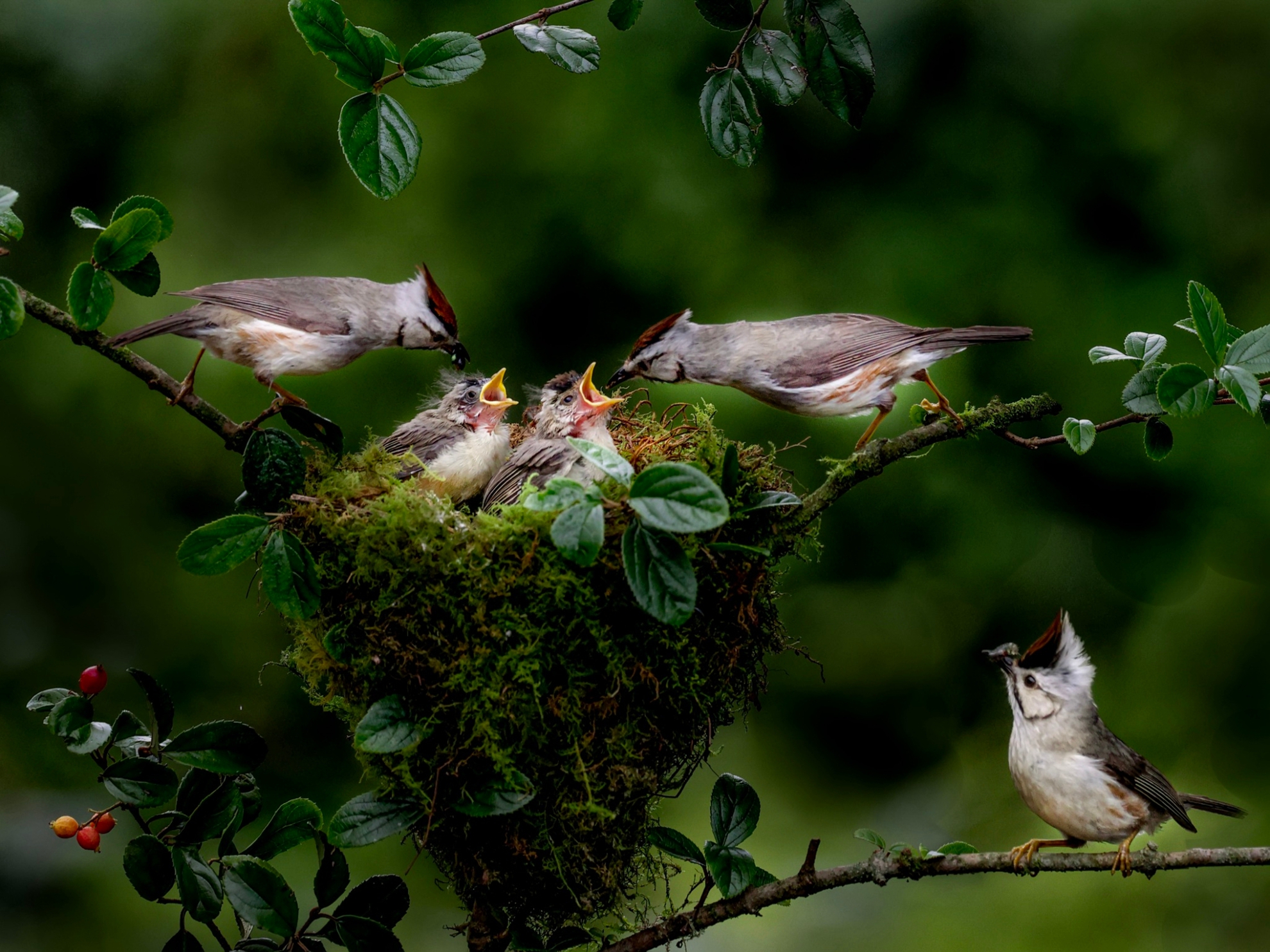 1月-入選-育雛-黃清圳