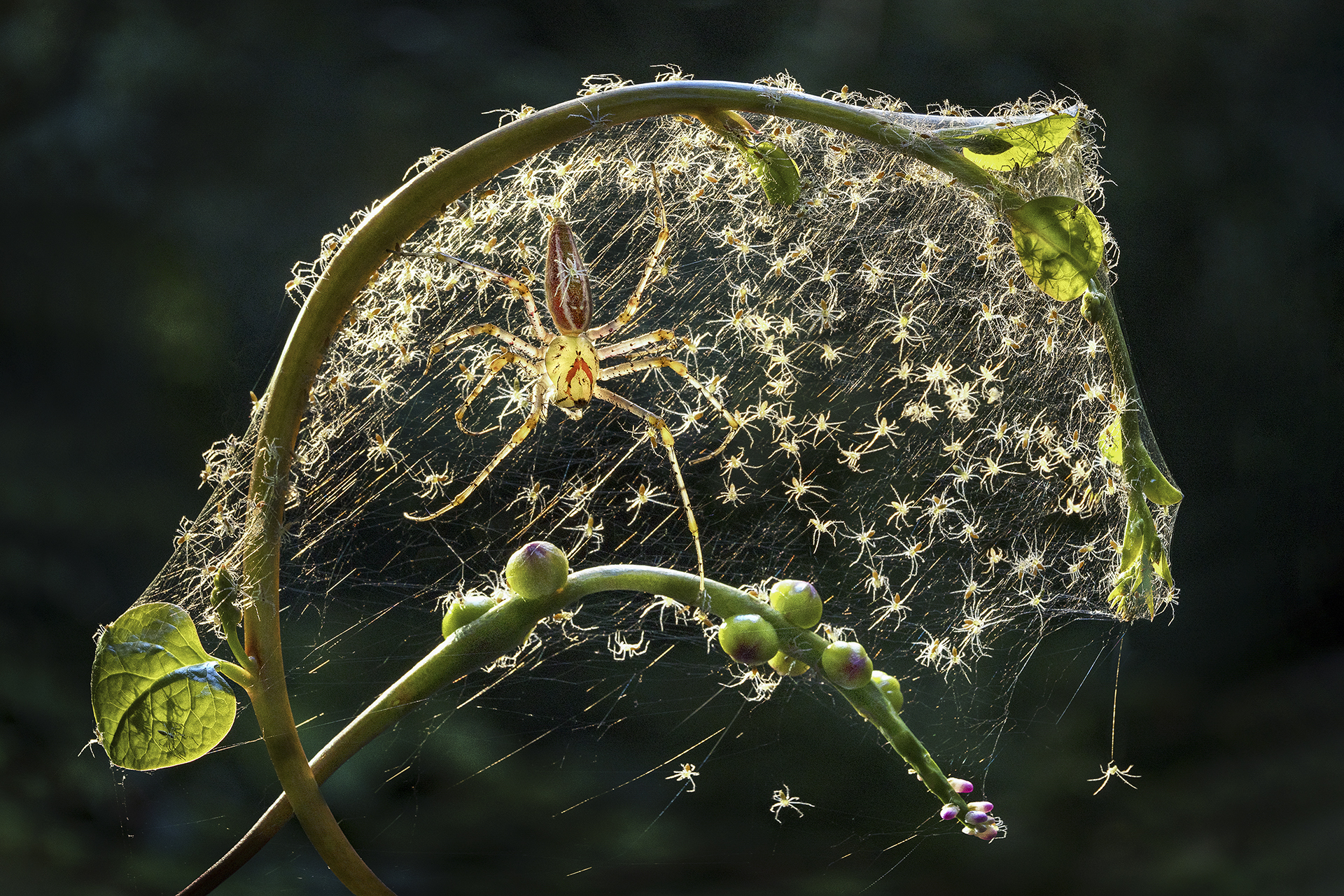 2月-入選-美麗家園-戴志英