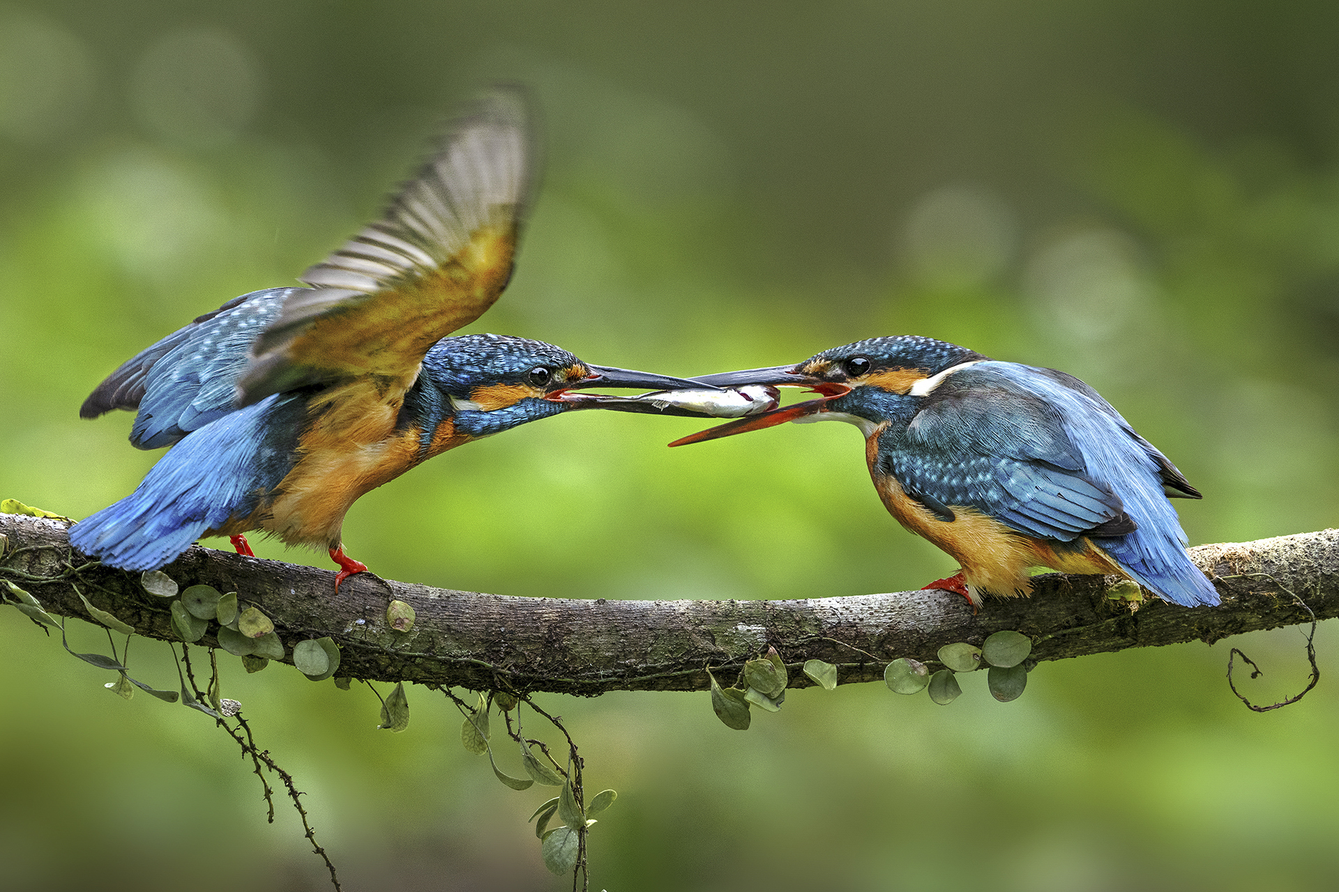 2月-入選-翠鳥傳食-胡菀玲