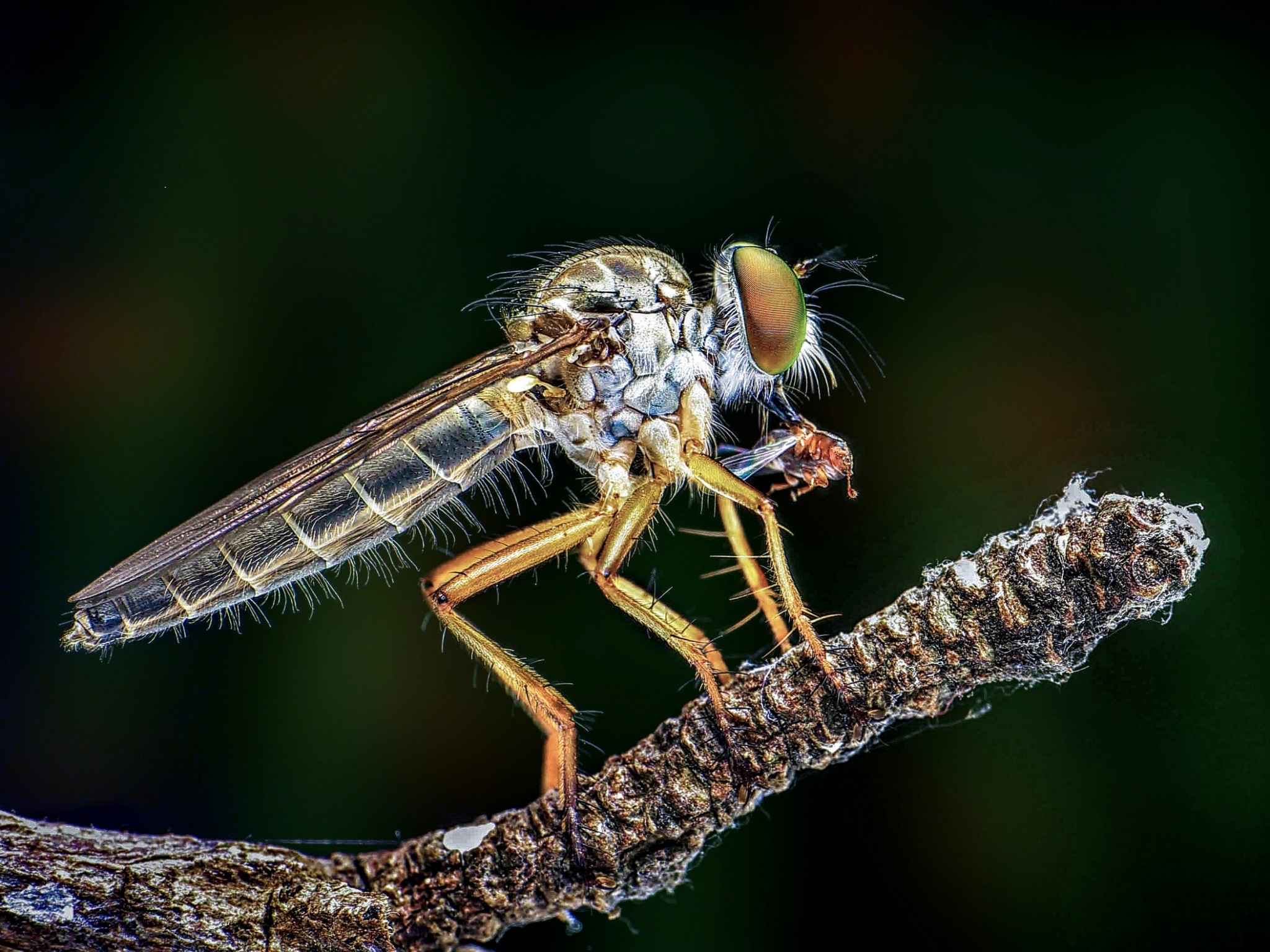 2月-入選-食蟲虻-黃清圳