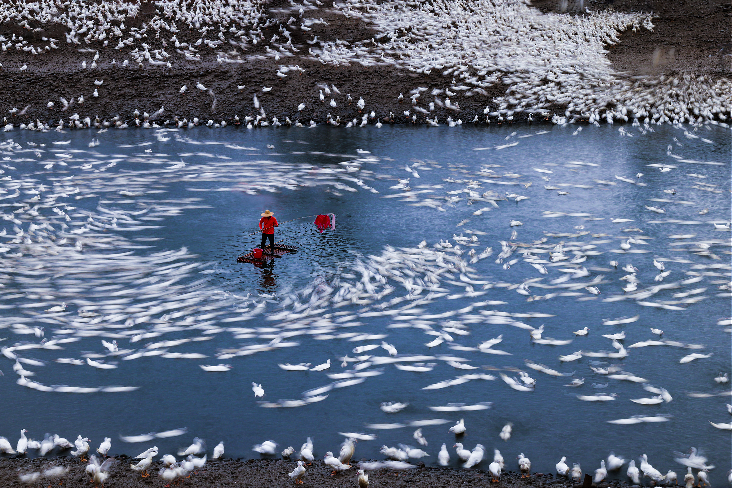2月-入選-養鴨人家-楊清福