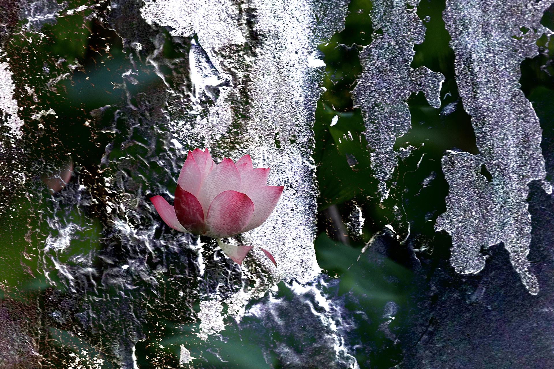 二月-入選-冰花-何為今