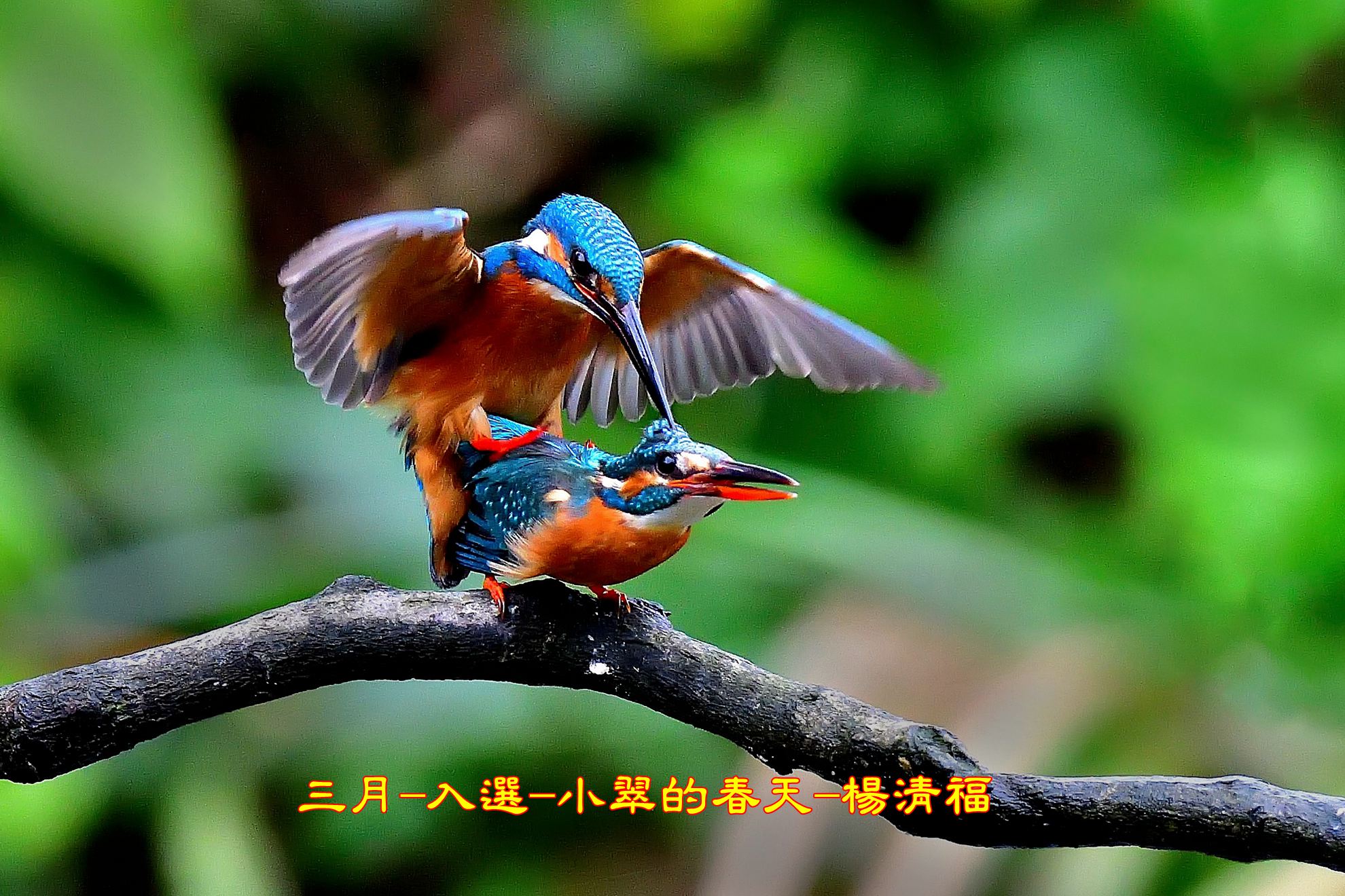 三月-入選-小翠的春天-楊清福