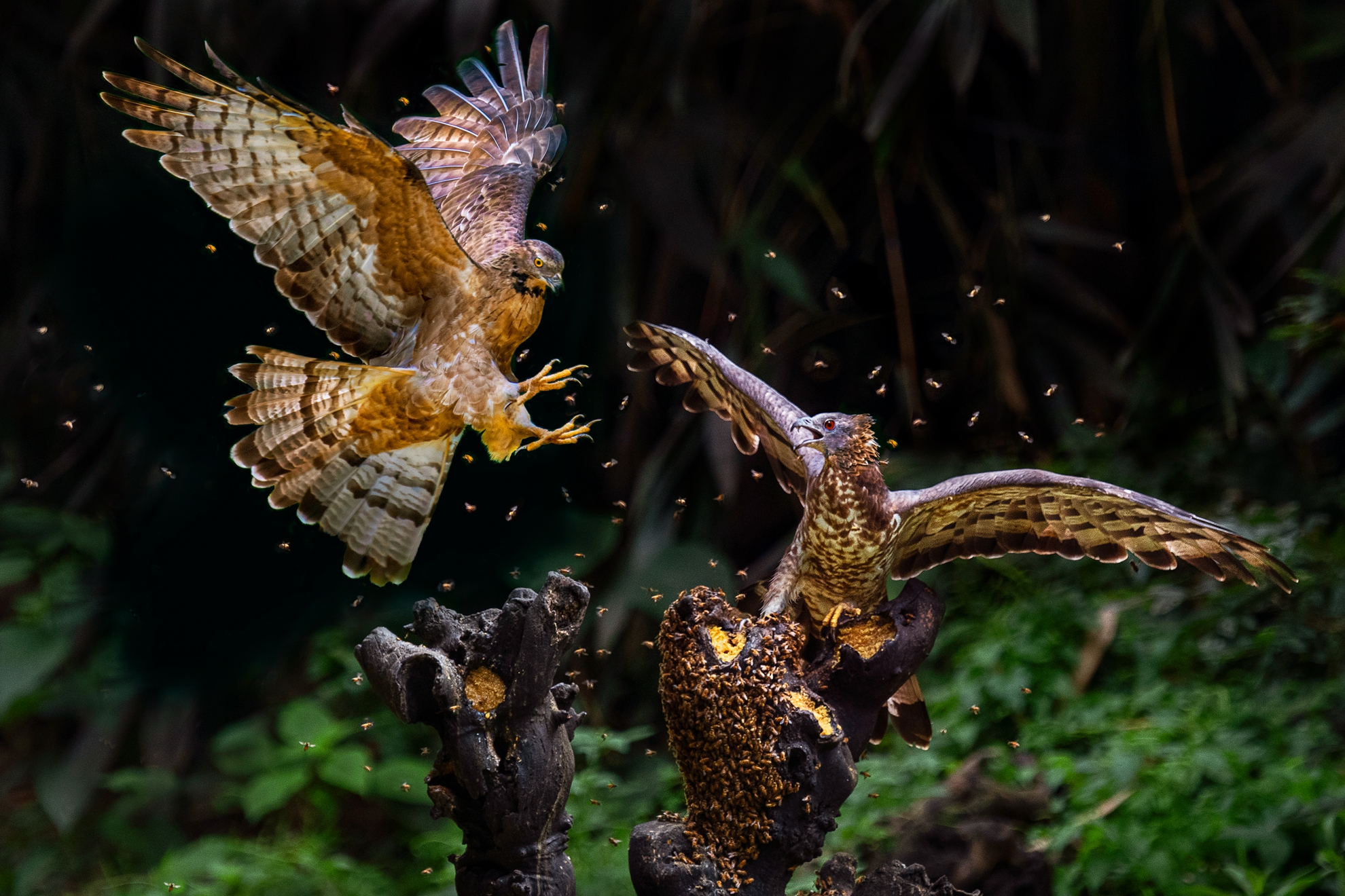 4月-佳作-爭奪-洪子芸