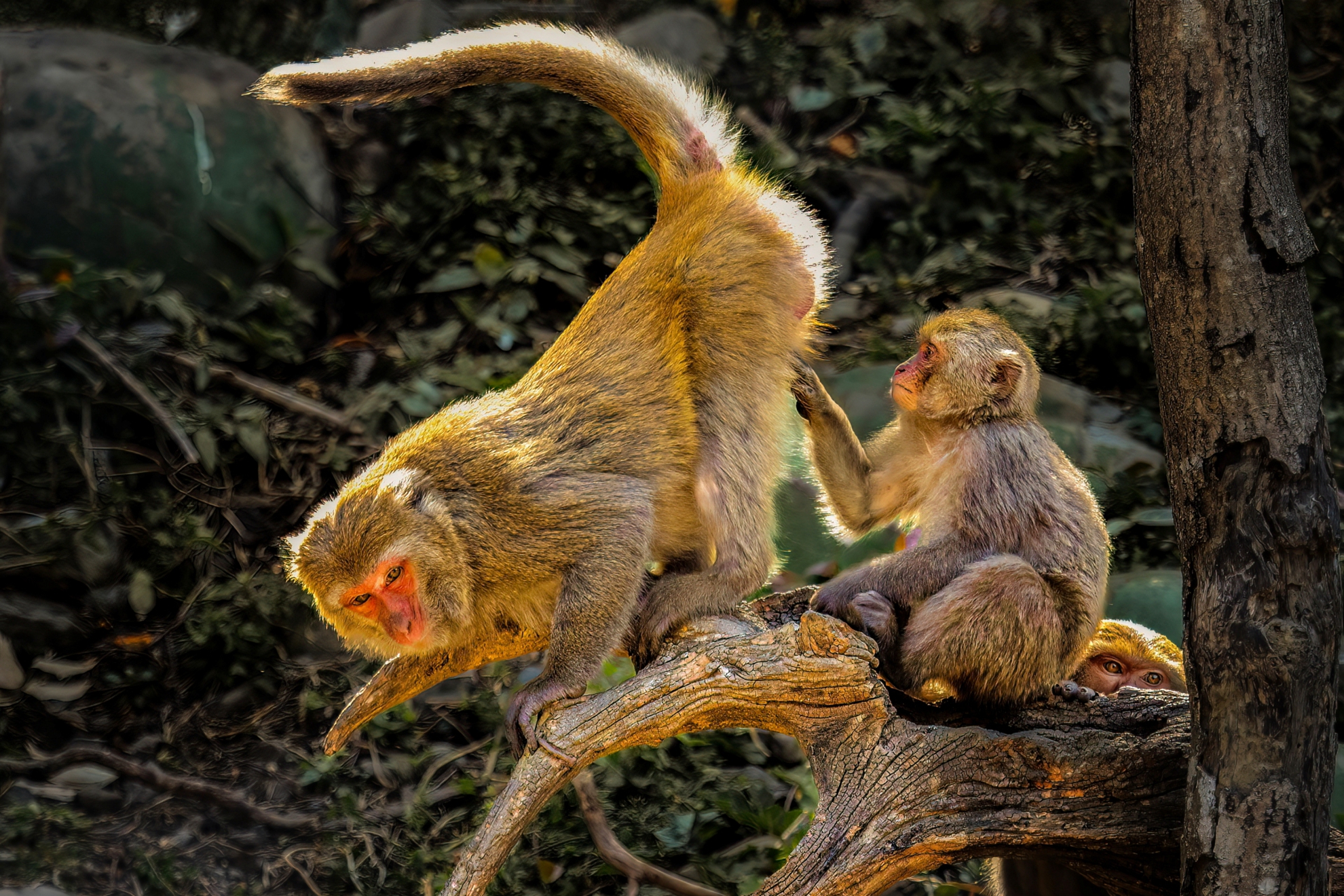 4月-入選-調皮的小猴子-何為今