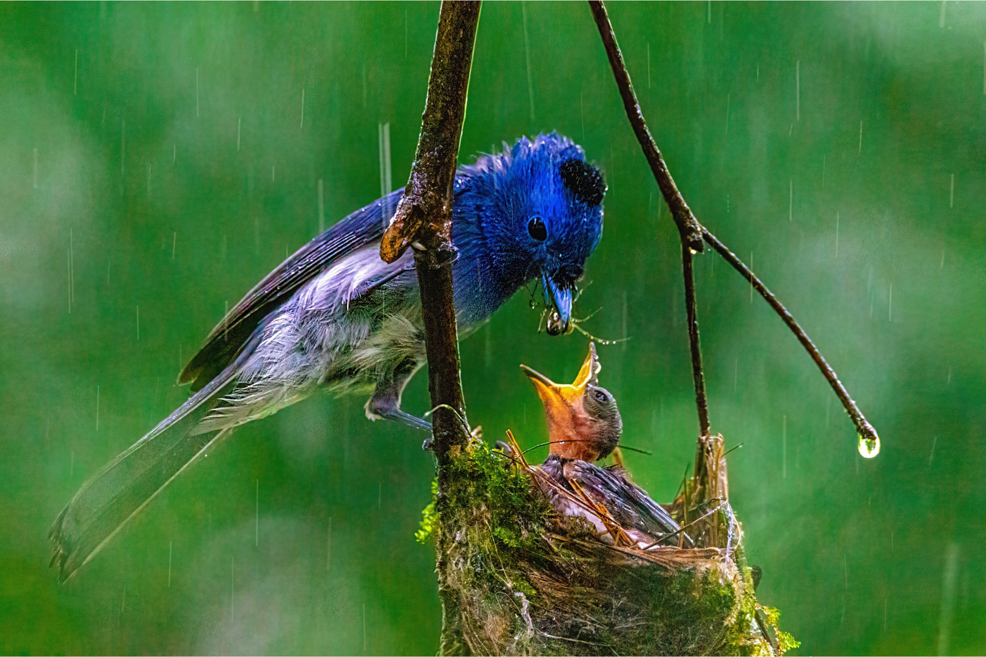 4月-入選-黑枕藍鶲育雛-何為今