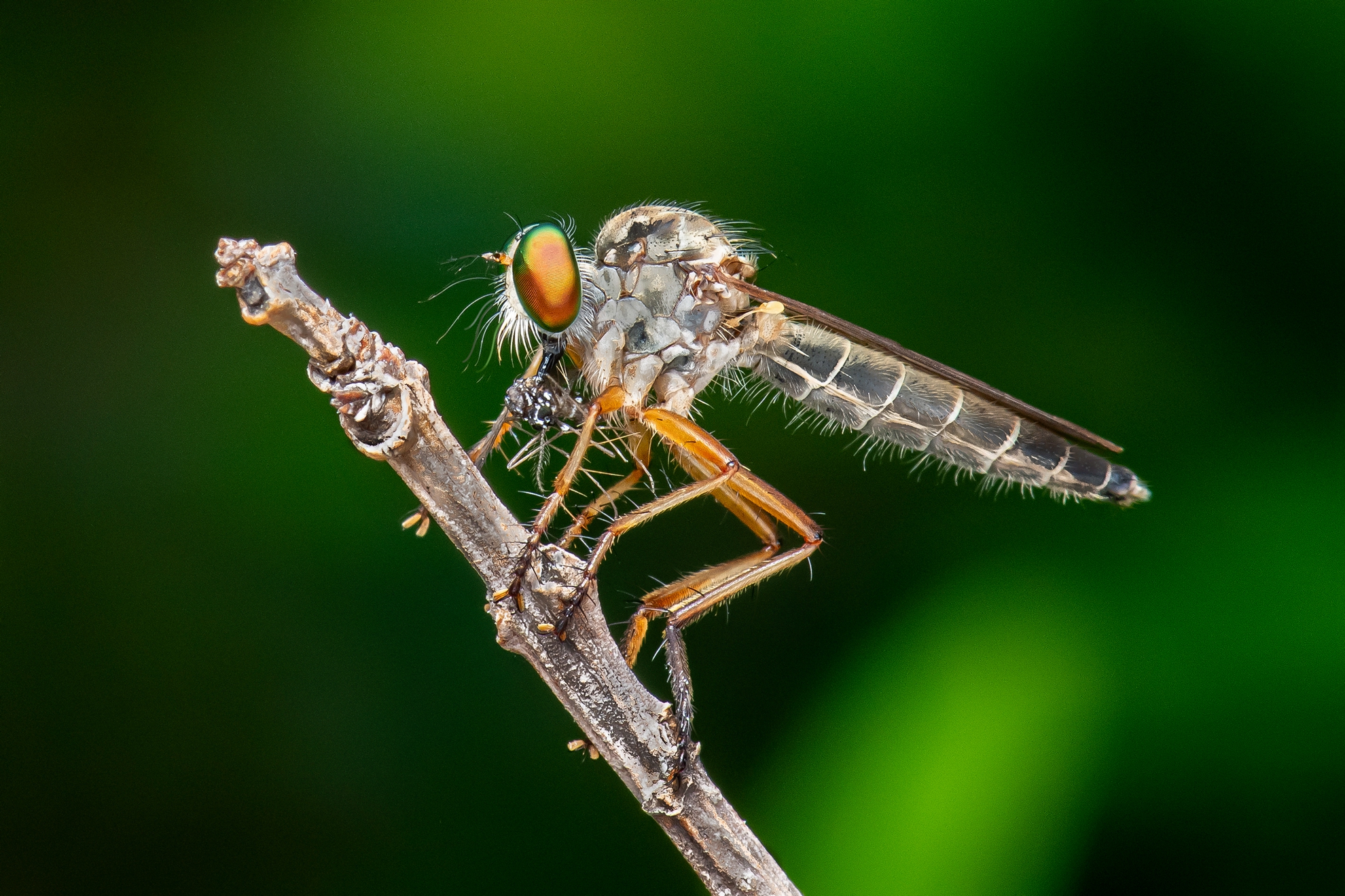 5月-佳作-大自然食物鏈-洪子芸