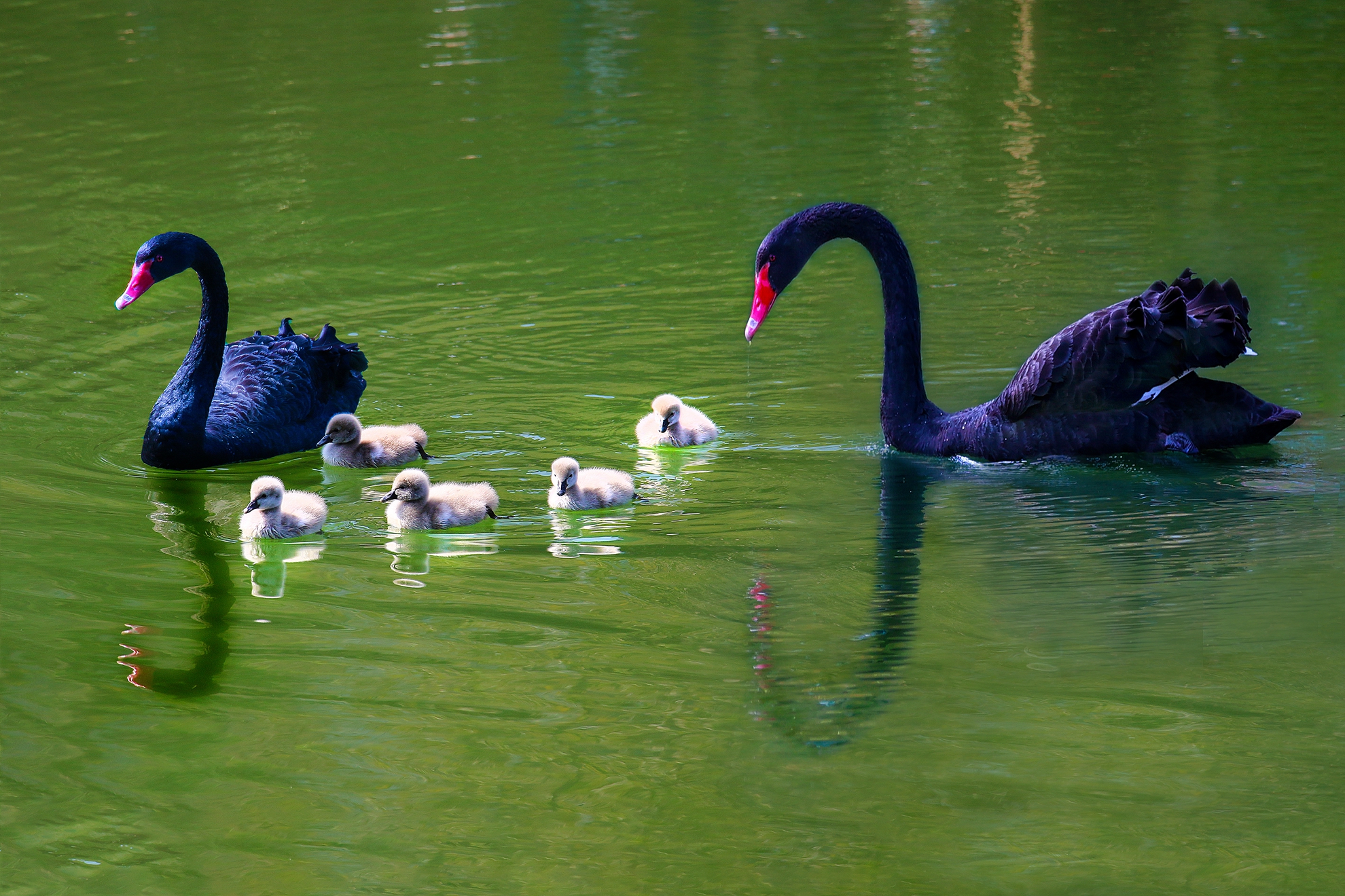 5月-入選-天鵝全家福-楊清福