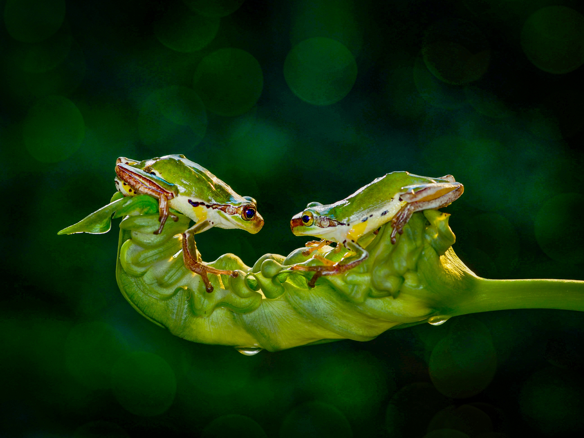 5月-入選-對峙-吳(糸秀)華