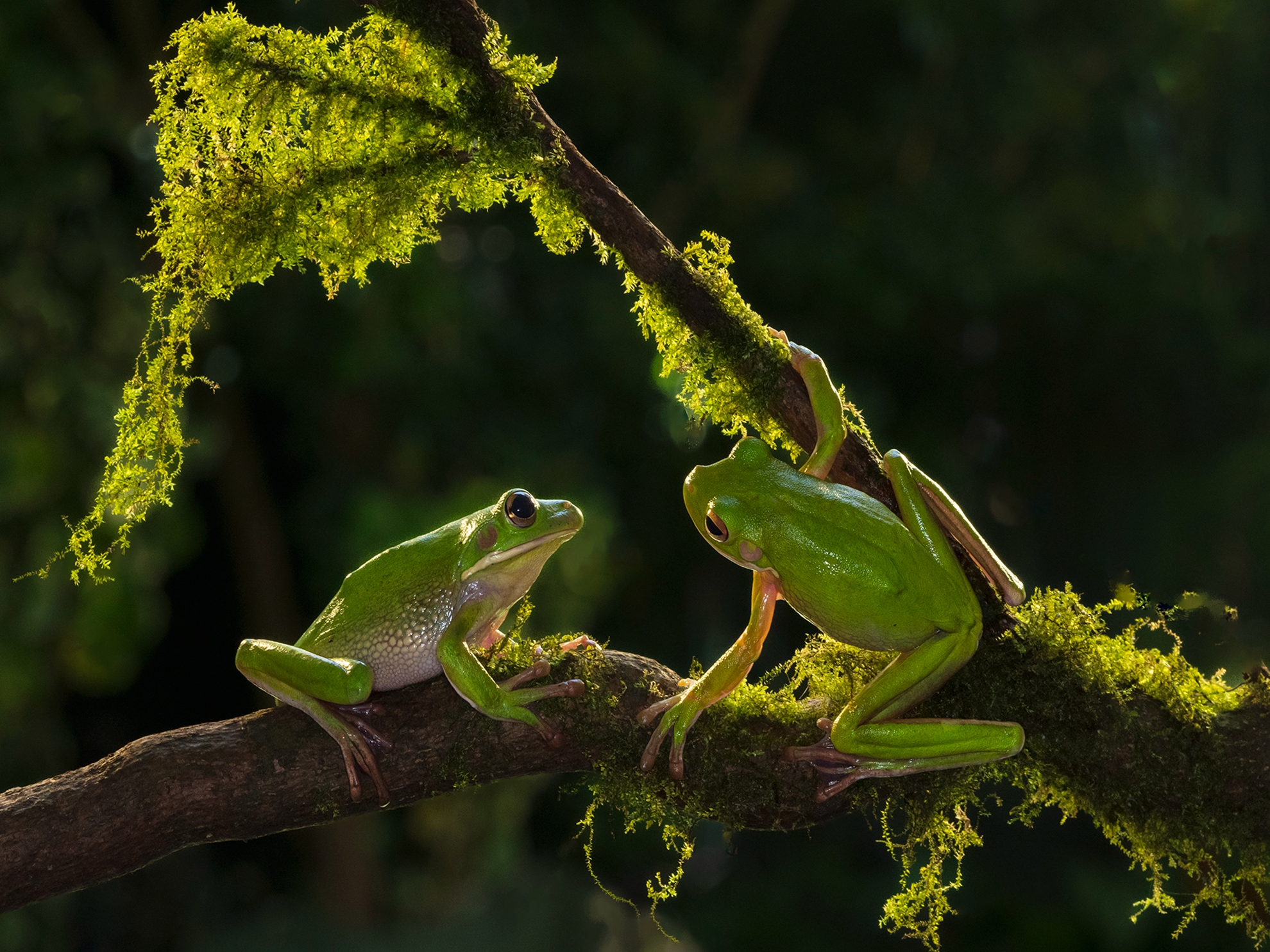 5月-入選-巨人樹蛙-戴志英