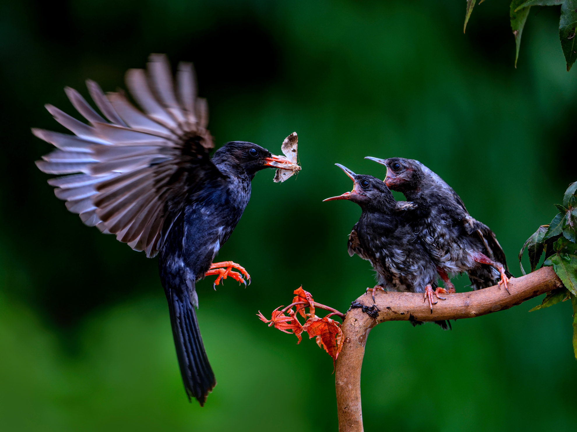 5月-入選-餵食-黃清圳