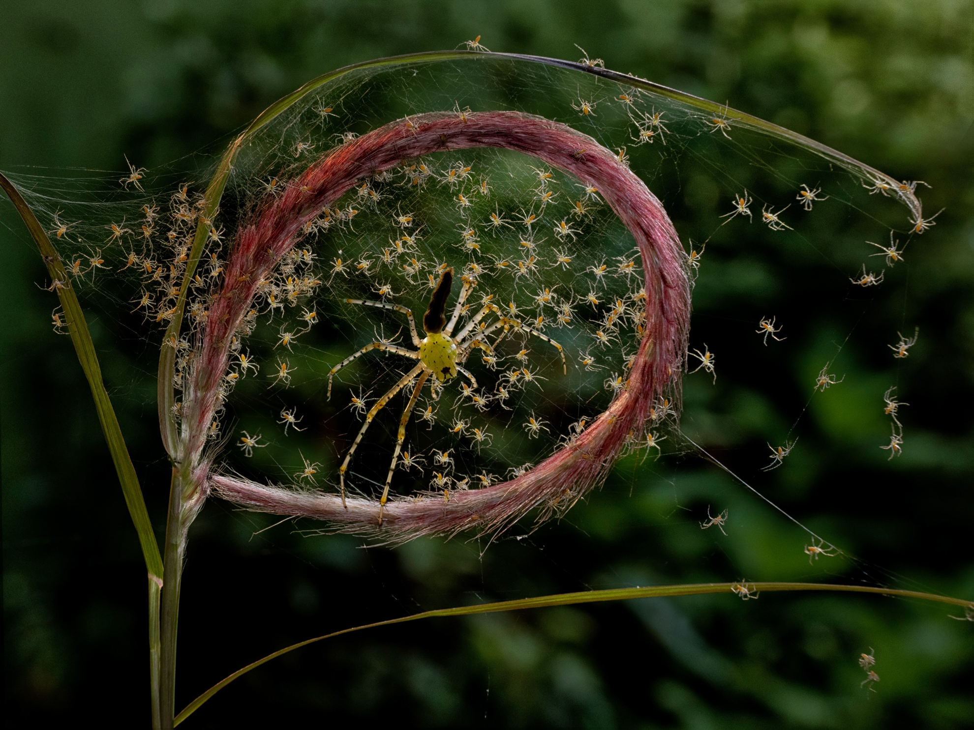 6月-佳作-黃清圳-綠貓蛛