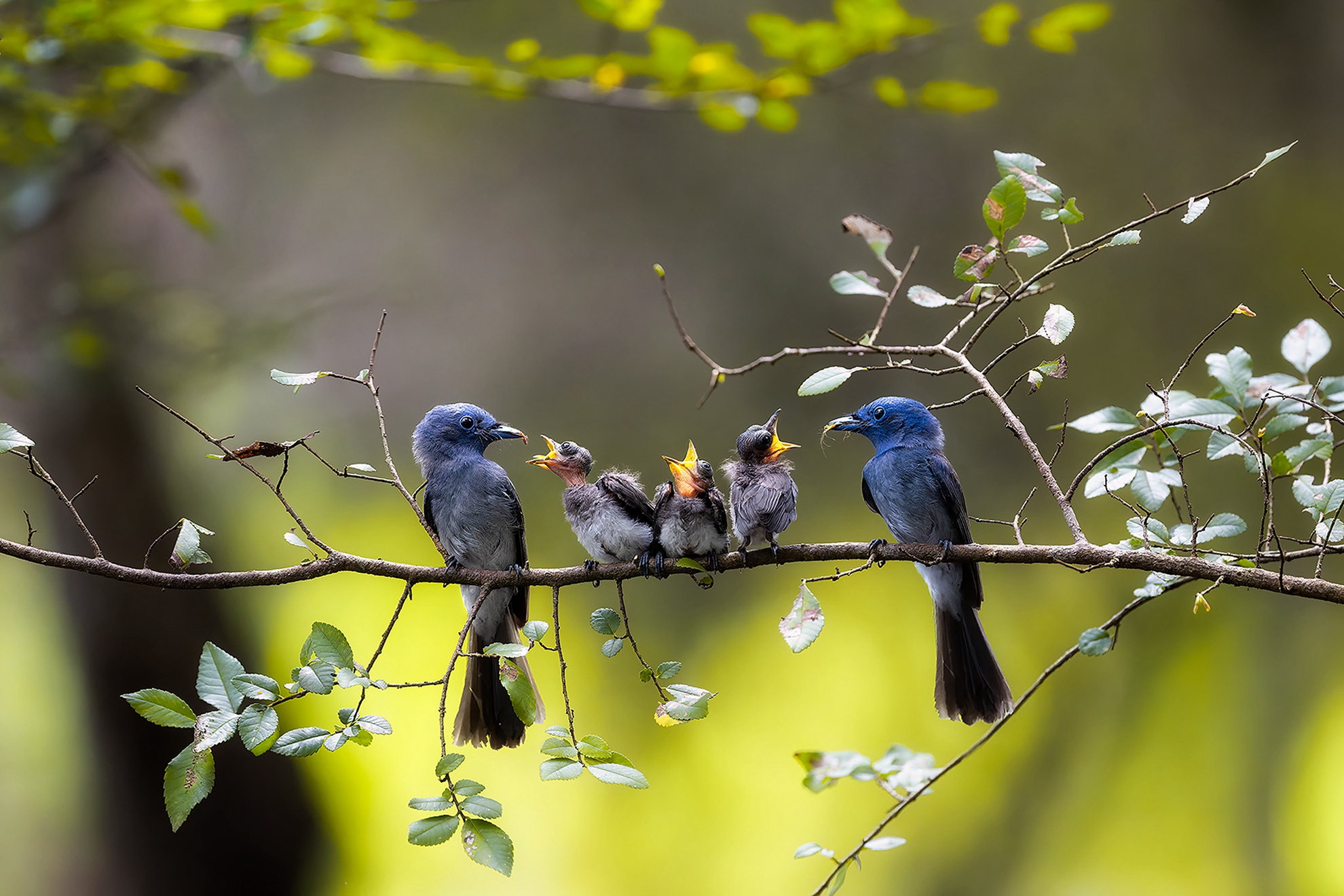 6月-入選-戴志英-全家福