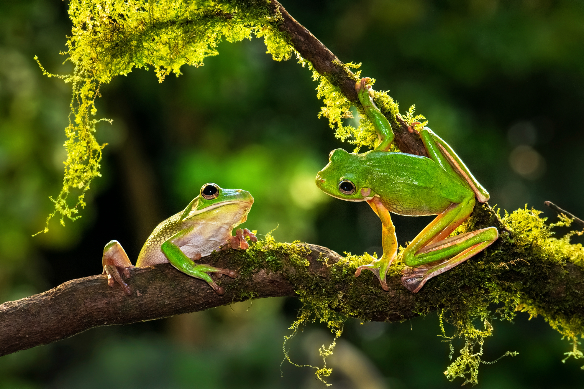 6月-入選-洪子芸-相看兩不厭
