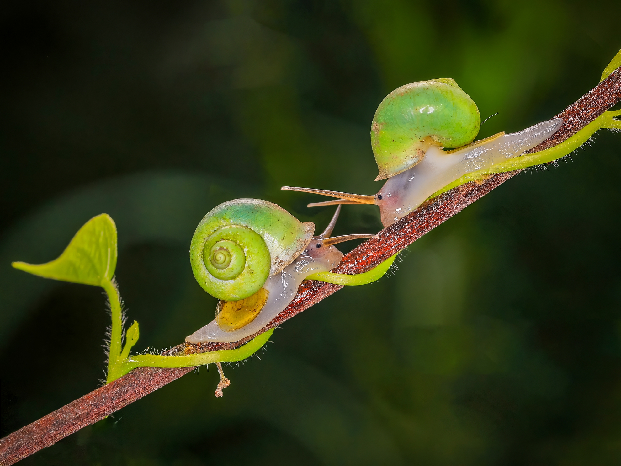 7月-佳作-吳(糸秀)華-青山蝸牛