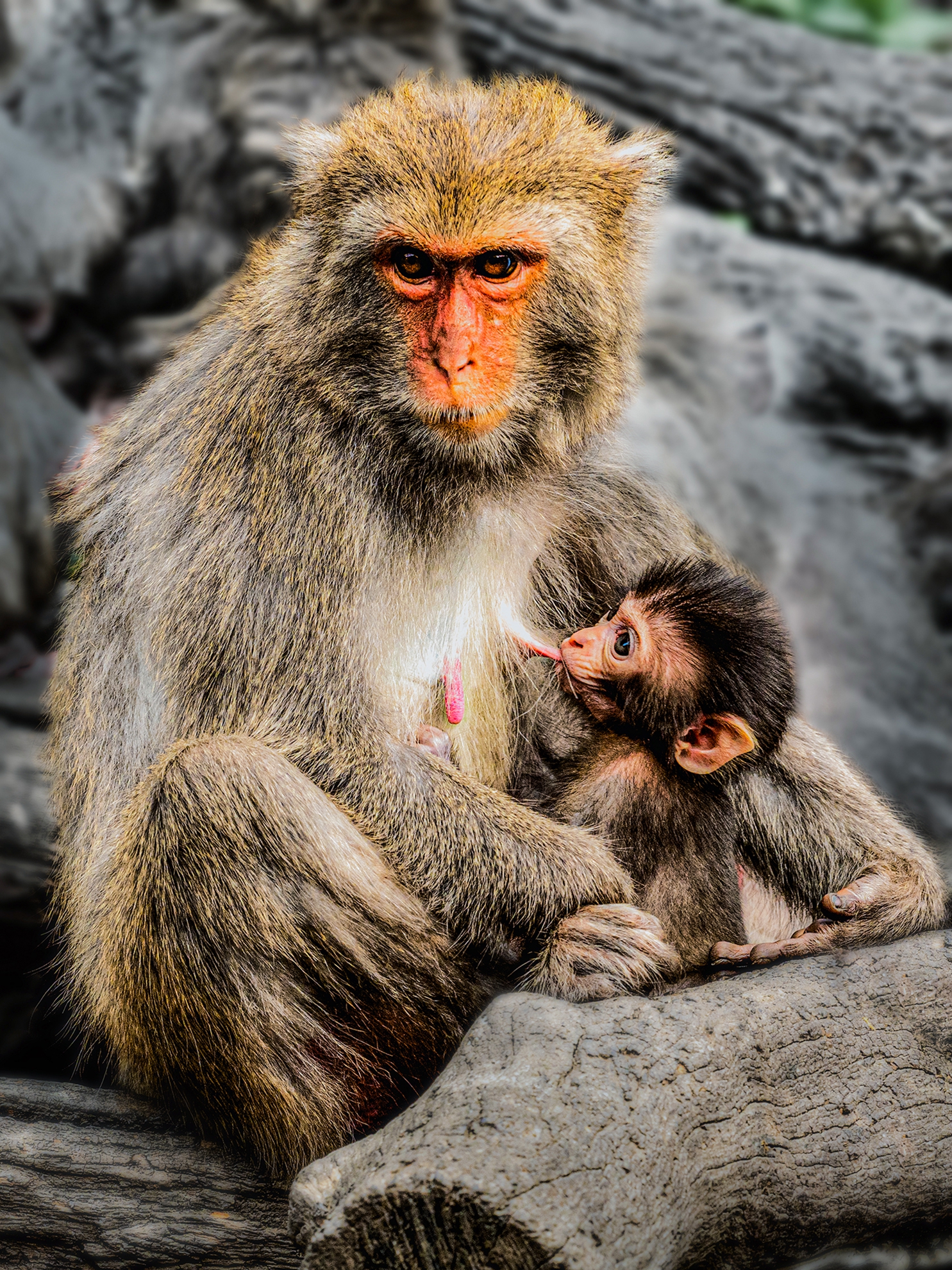 7月-入選-何為今-獼猴育雛