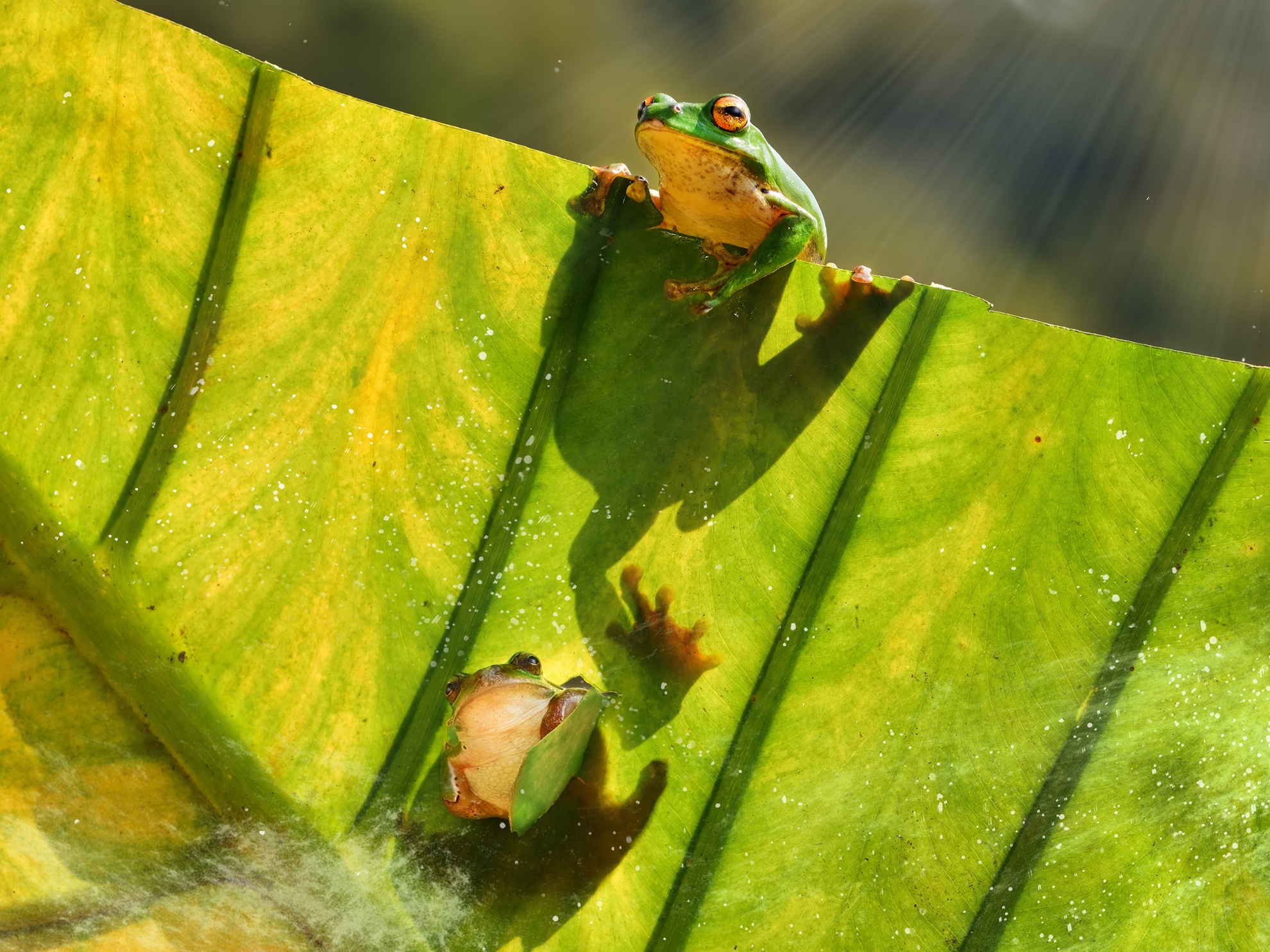 7月-入選-吳(糸秀)華-探頭觀望