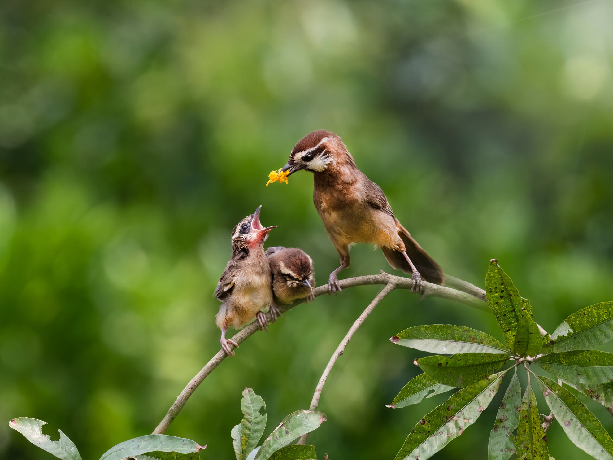 7月-入選-吳(糸秀)華-白頰噪眉育雛