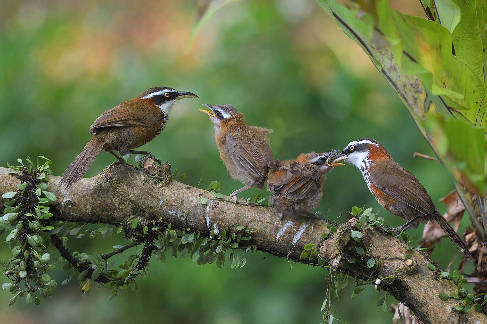 7月-入選-戴英志-親鳥育雛