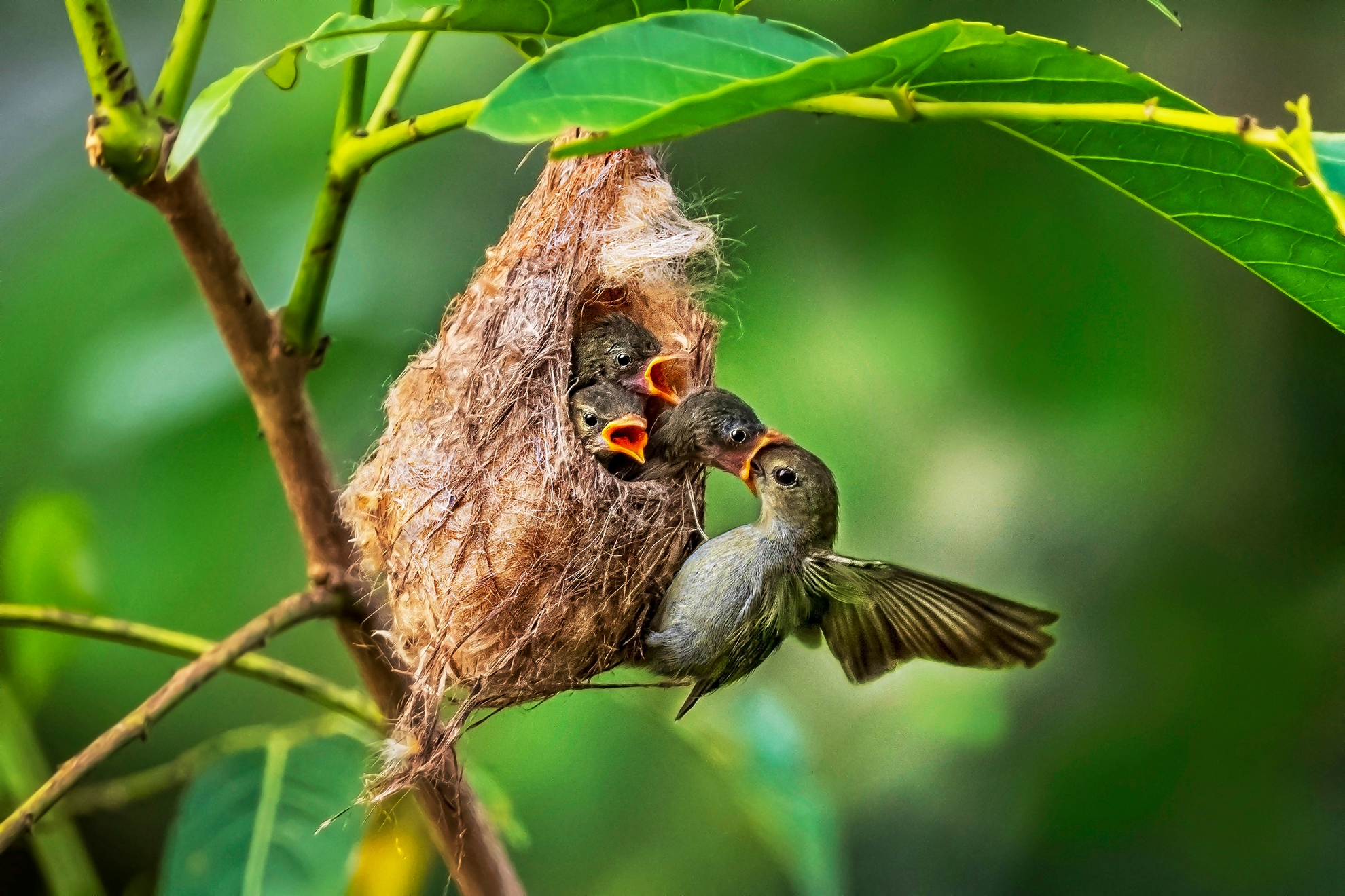 7月-入選-洪子芸-嗷嗷待哺