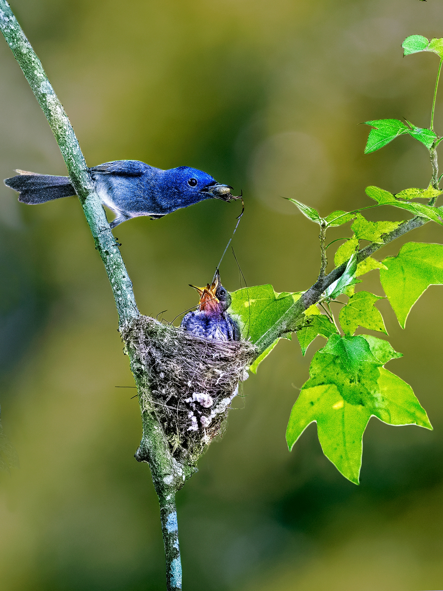 8月-佳作-胡菀玲-黑枕育雛