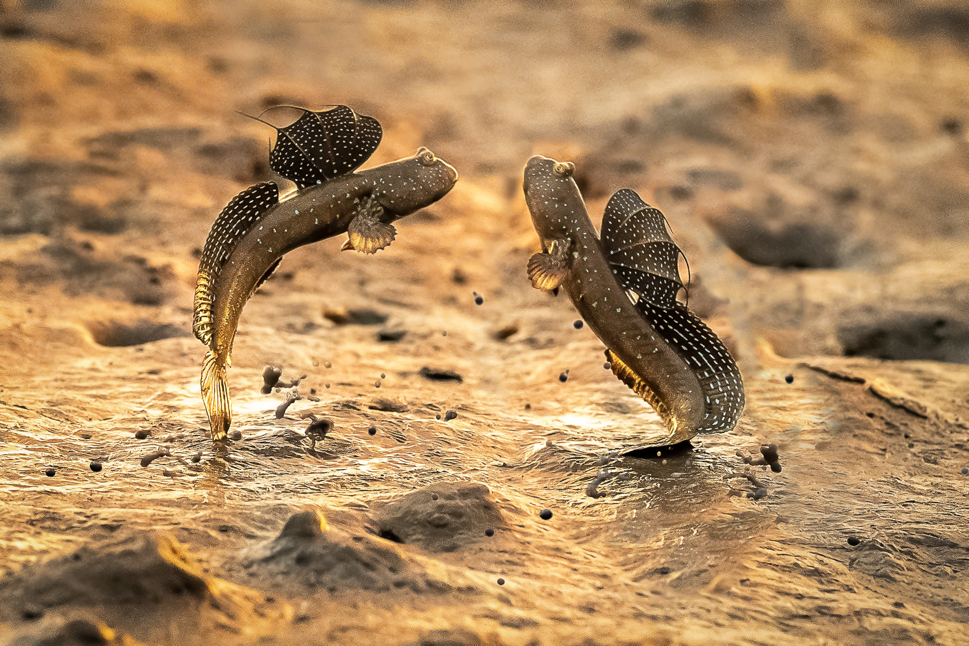 8月-入選-洪子芸-彈塗魚的春天