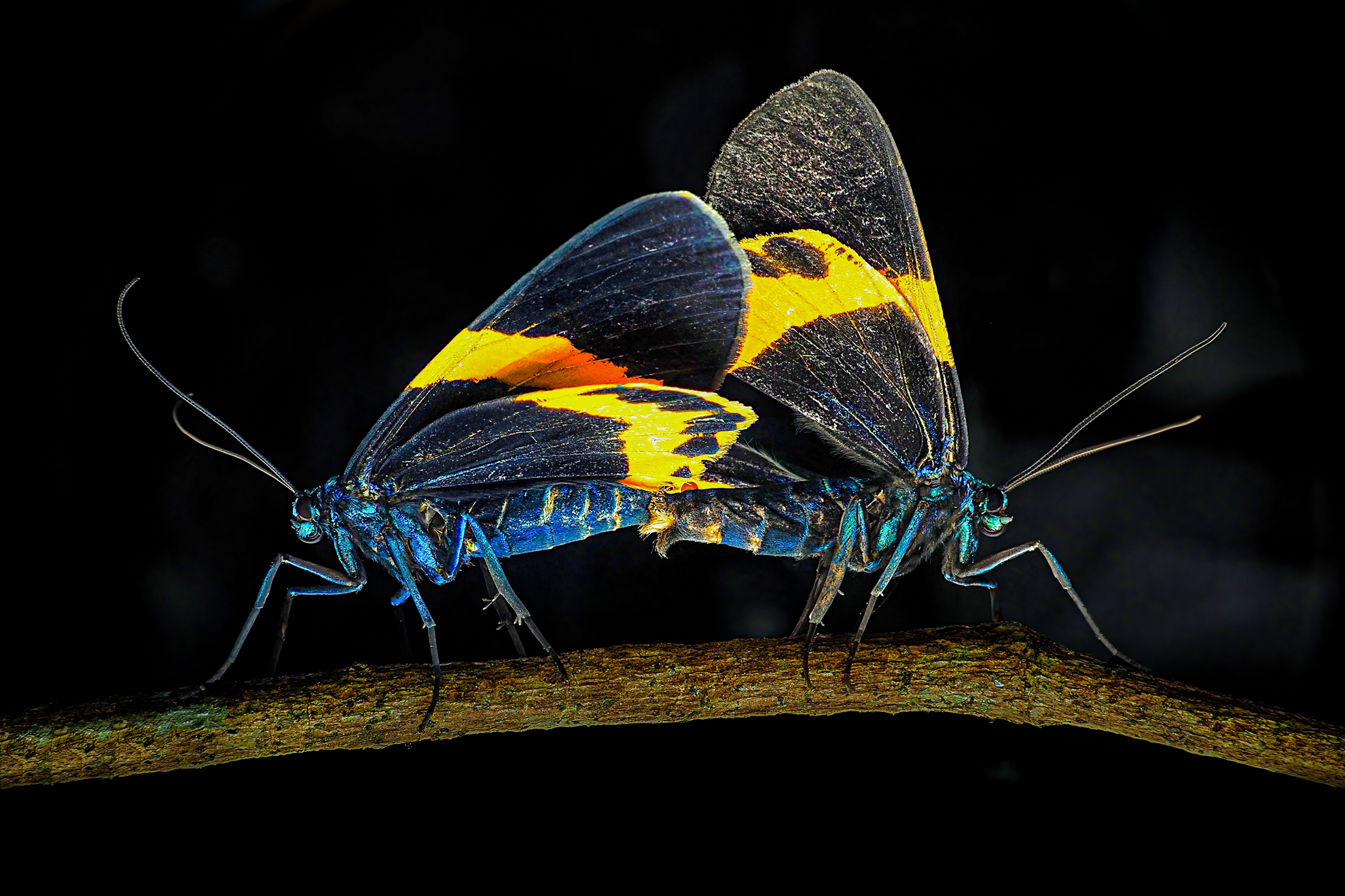 八月-佳作-何為今-橙帶藍尺蛾交尾