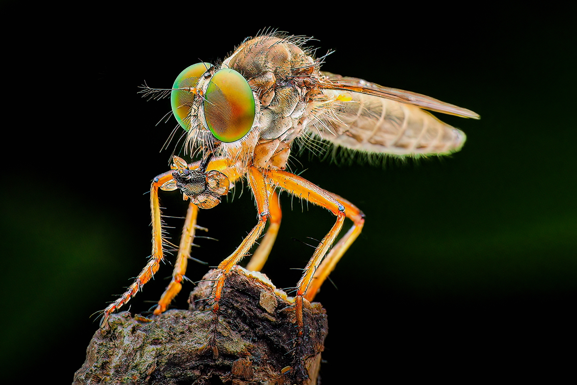 八月-優選-何為今-食蟲虻