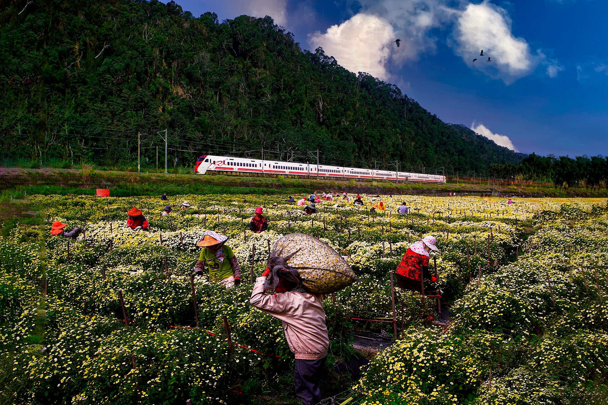 9月-入選-楊清福-杭菊採收樂
