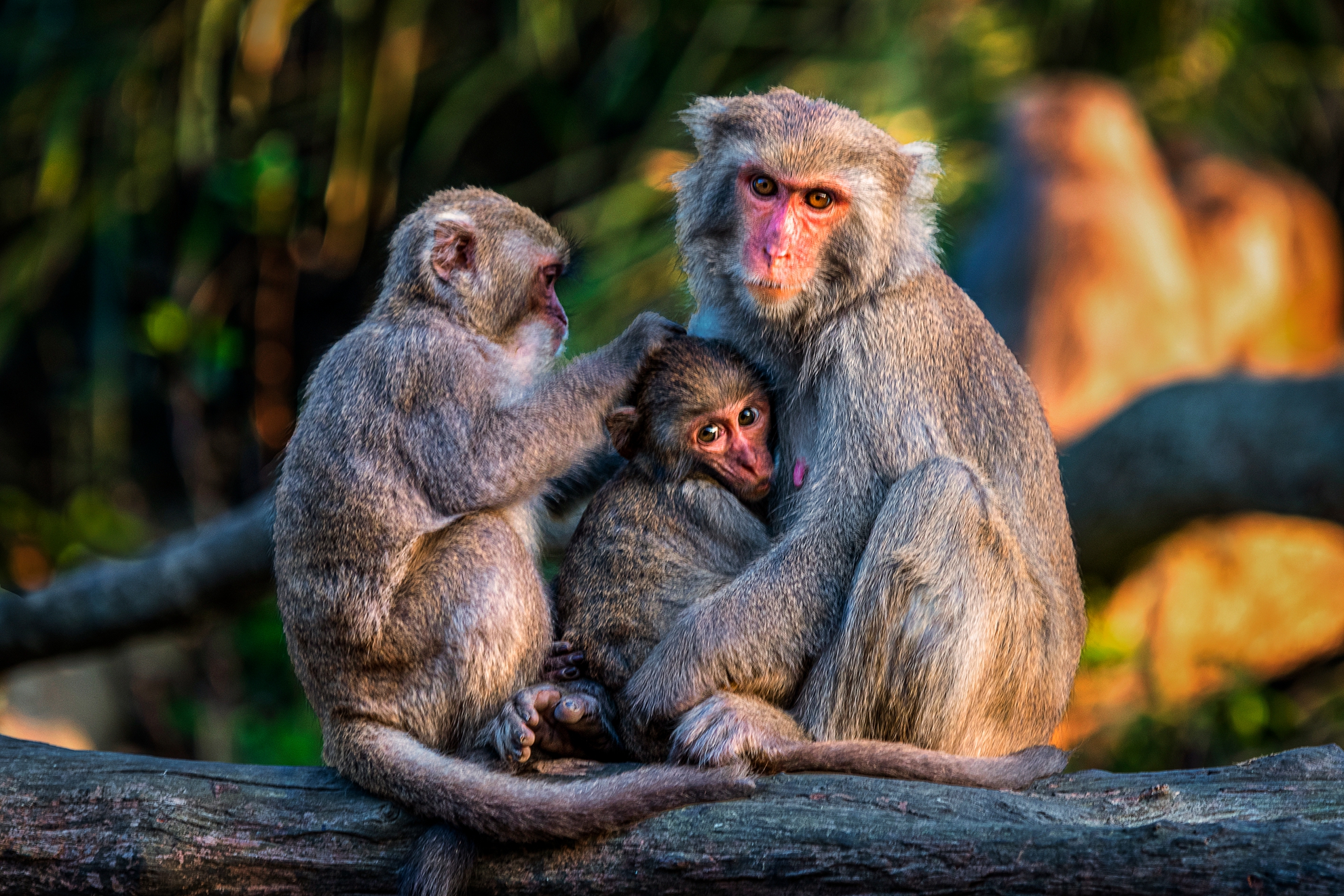 9月-入選-洪子芸-天倫樂