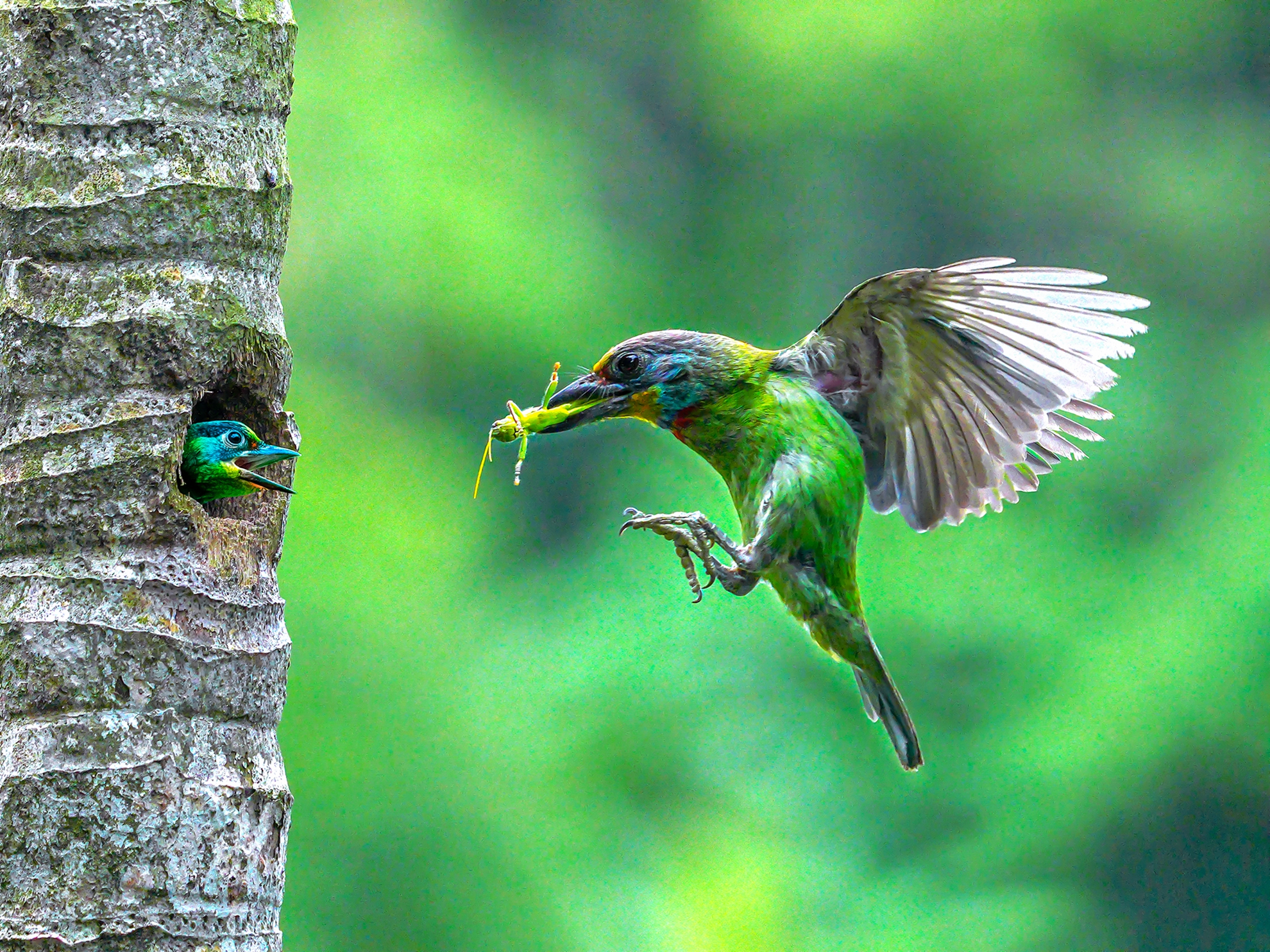 9月-入選-胡菀玲-五色鳥育雛