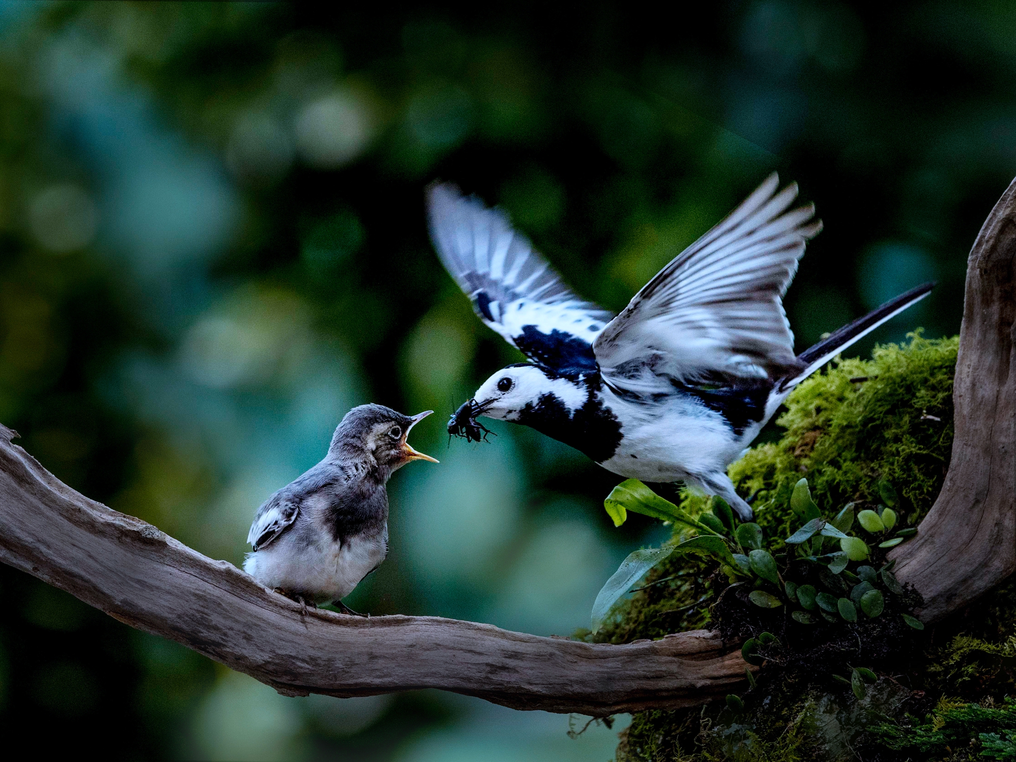 10月-入選-黃清圳-餵食