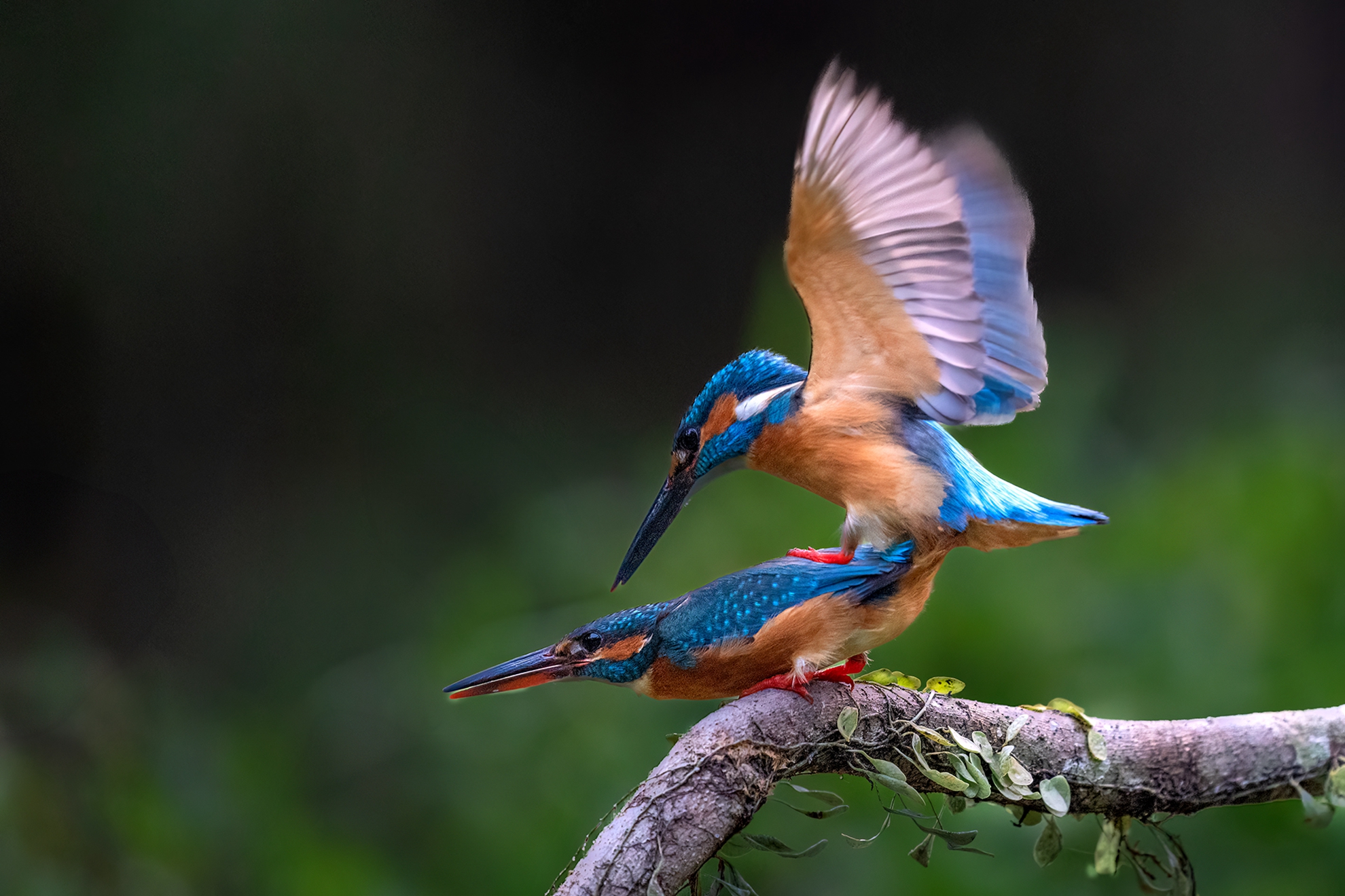 11月-佳作-戴志英-恩愛