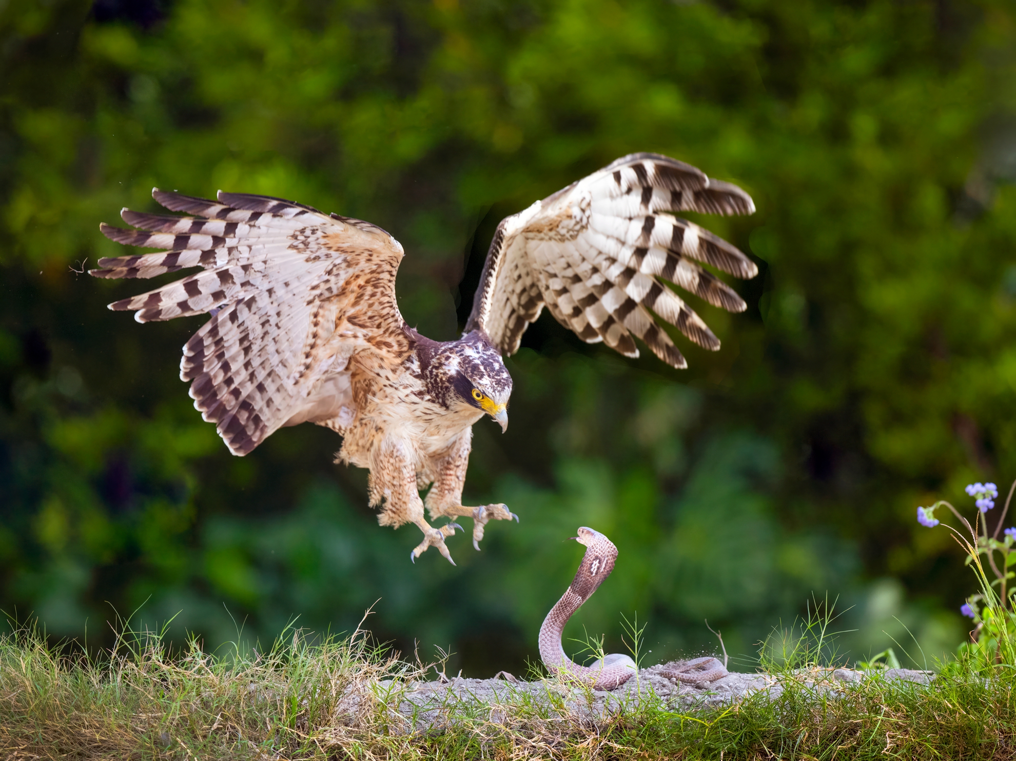 11月-入選-吳(糸秀)華-雄鷹來襲