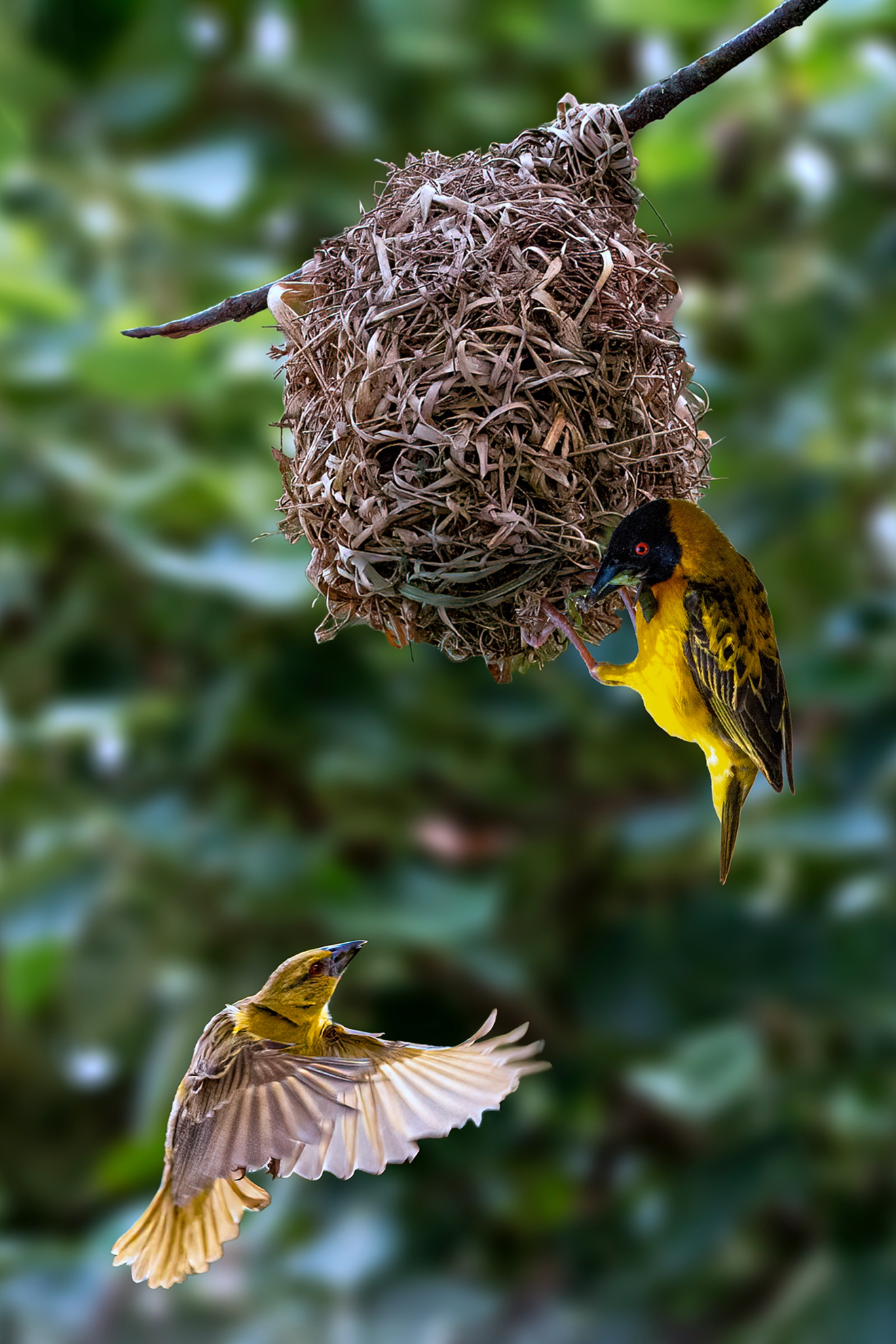12月-入選-何為今-織布鳥築巢繁殖