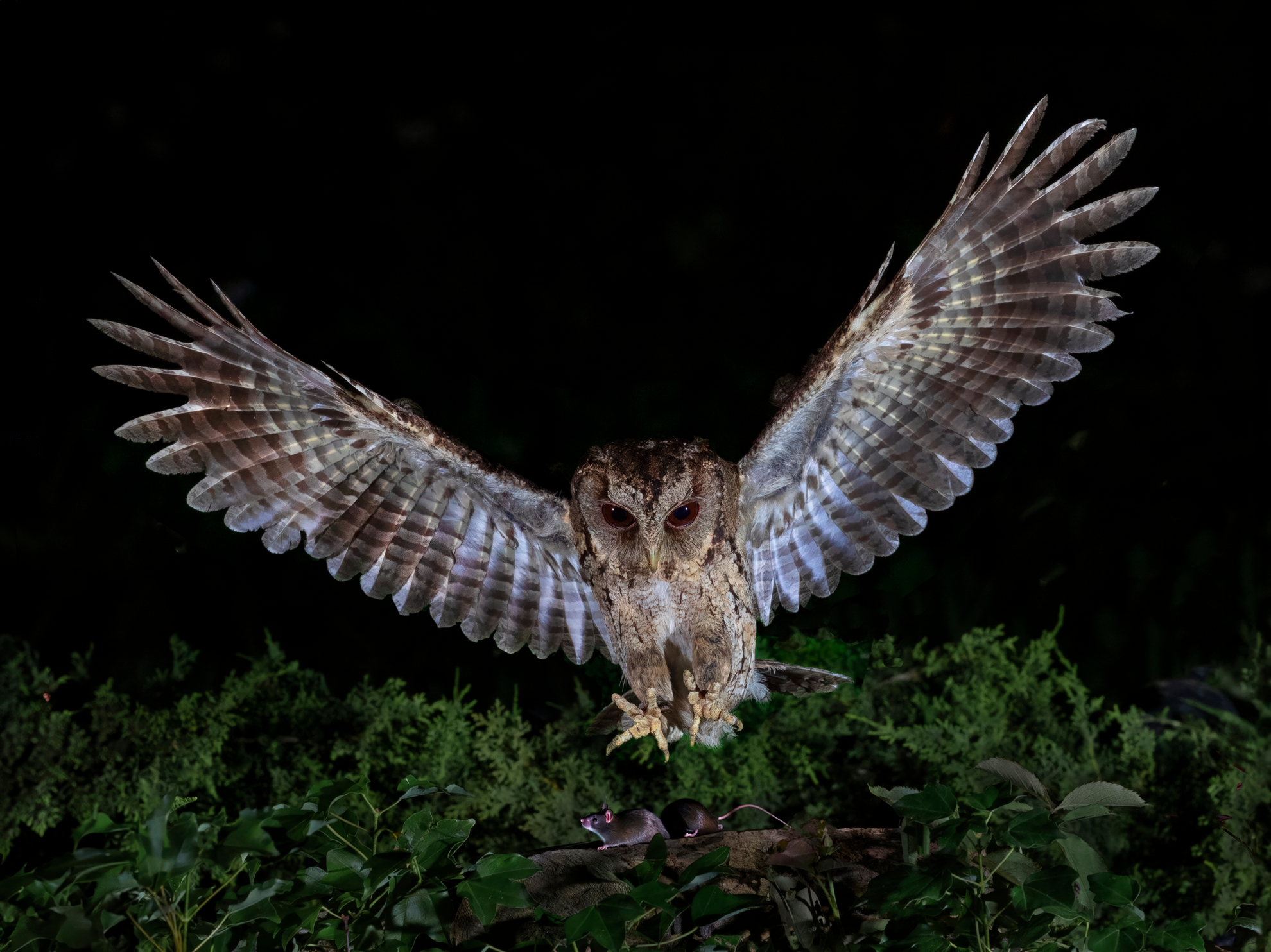 12月-入選-吳(糸秀)華-掠食