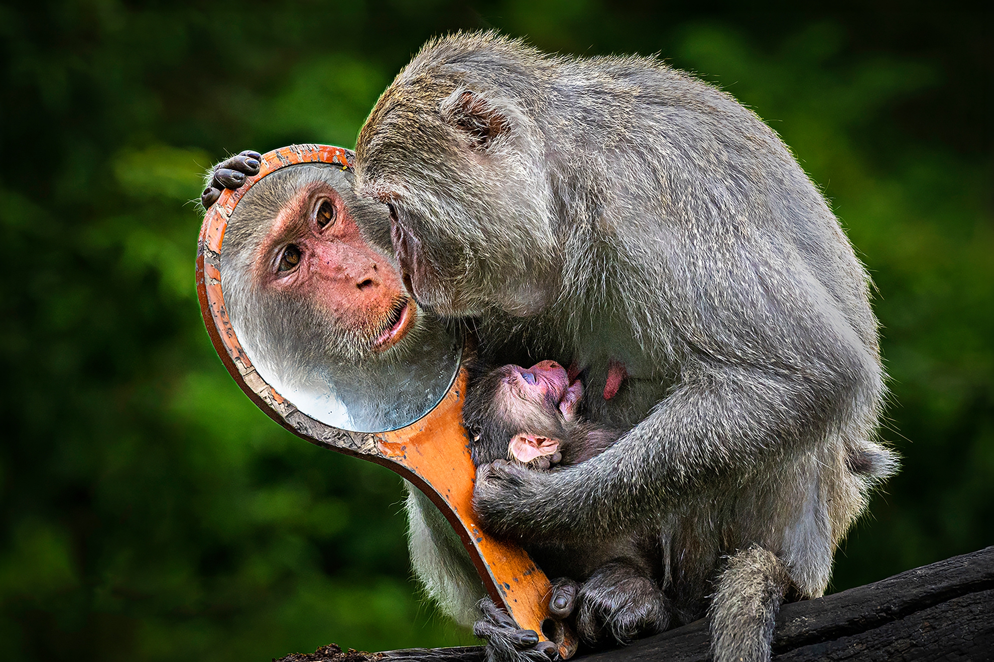 12月-入選-戴志英-美貌依然