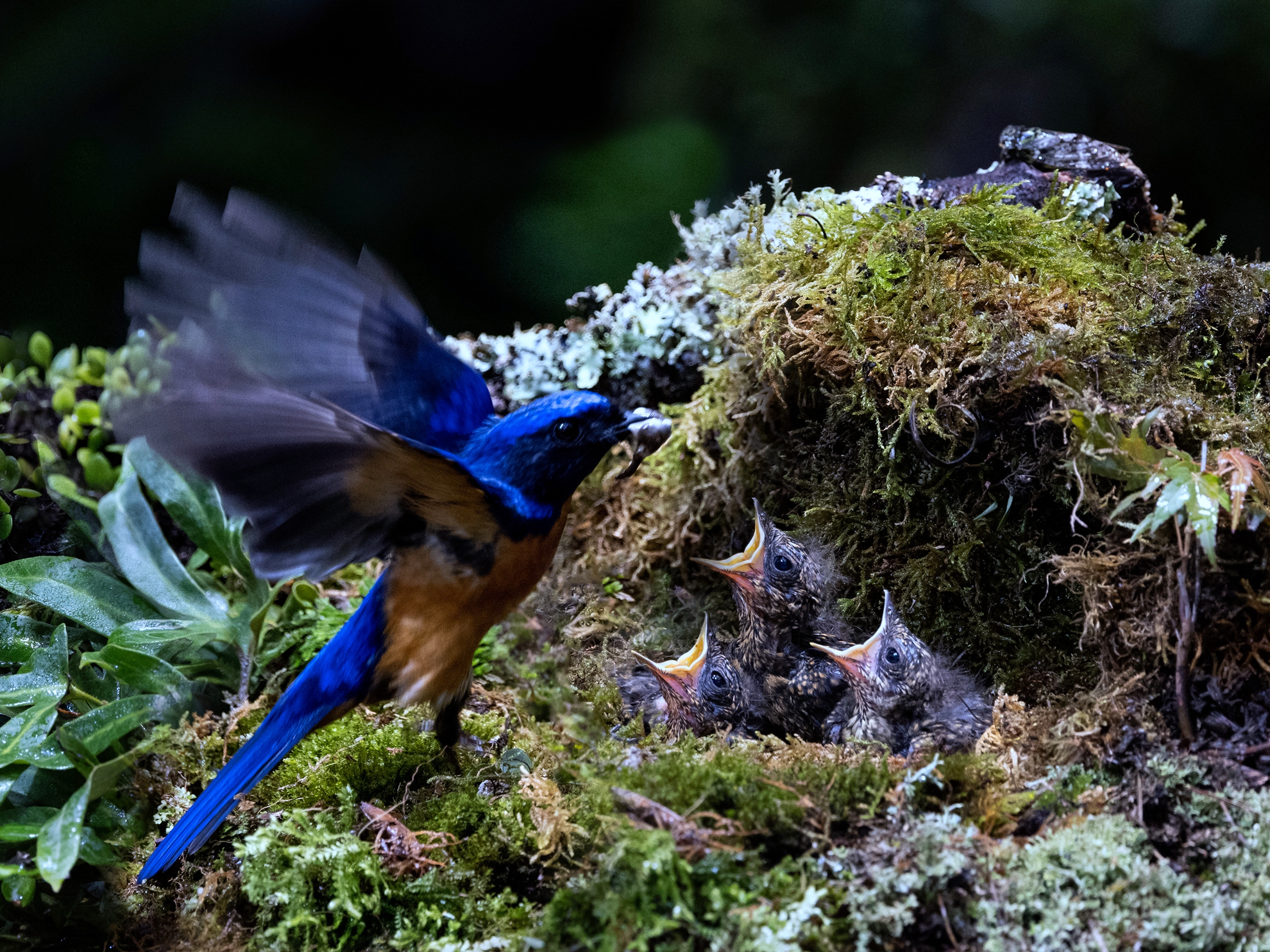 12月-入選-黃清圳-傳食
