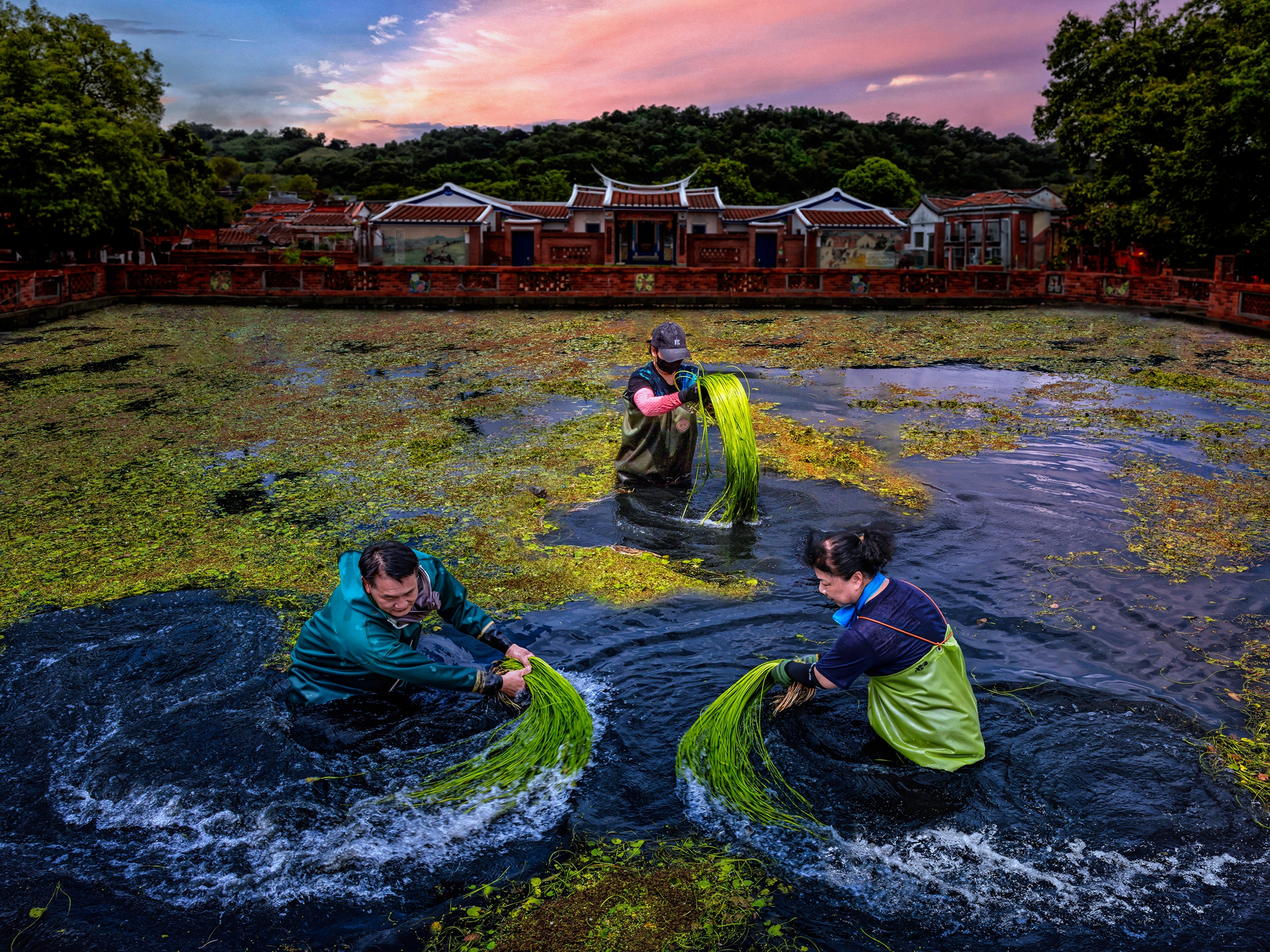 1月-入選-黃清圳-採水蓮