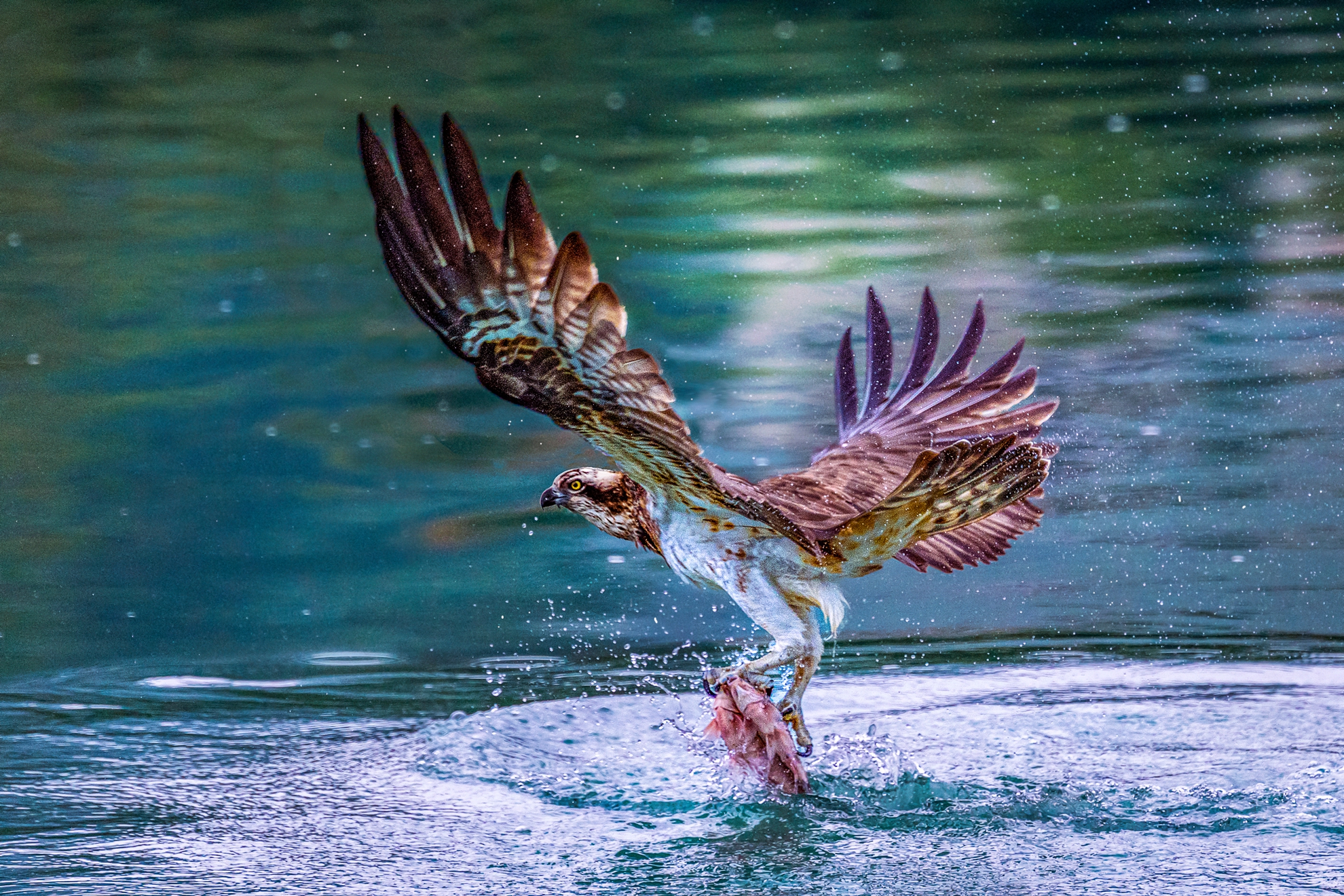 2月-入選-洪子芸-雙魚樂