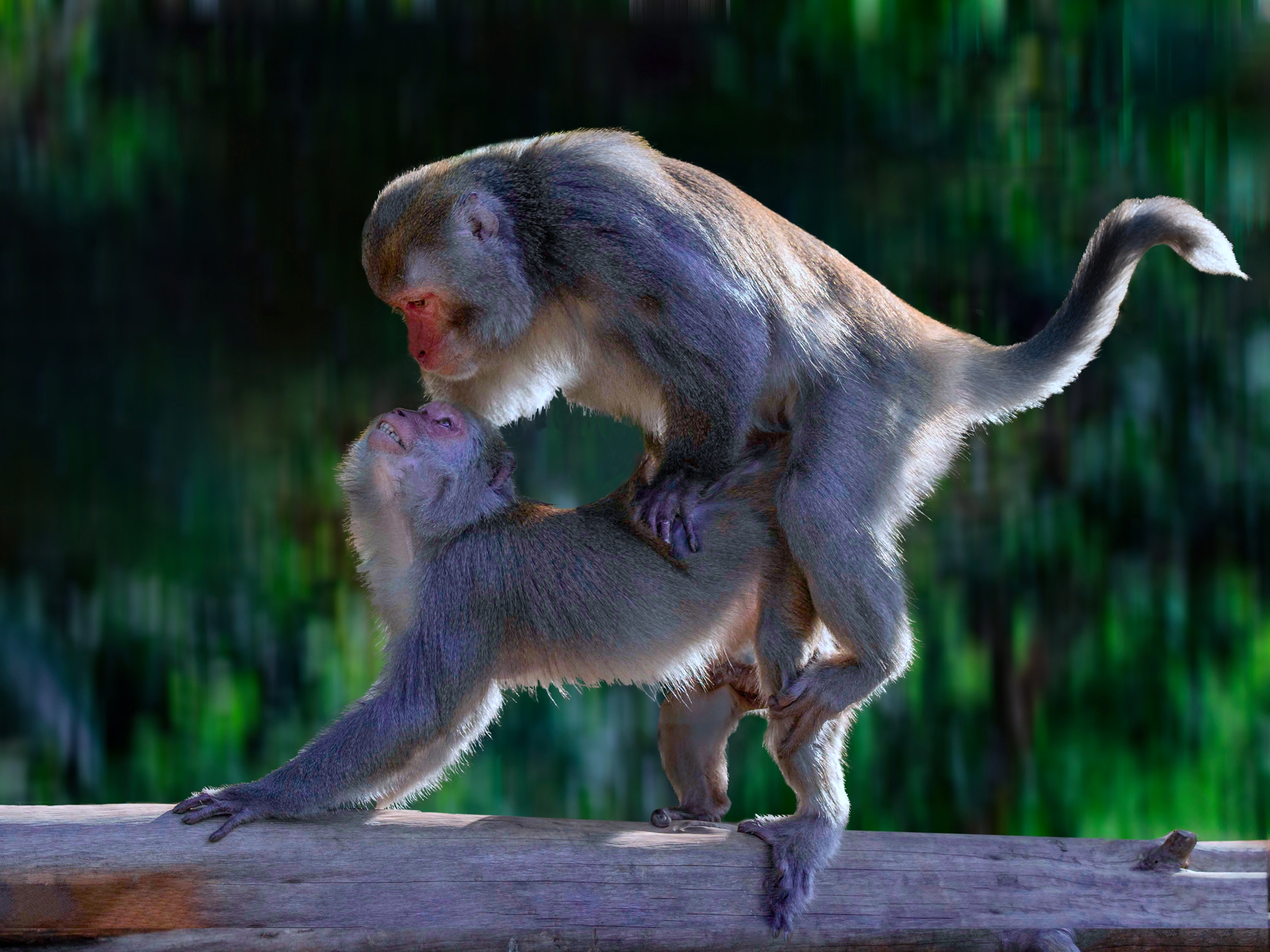 2月-入選-黃清圳-傳宗下一代