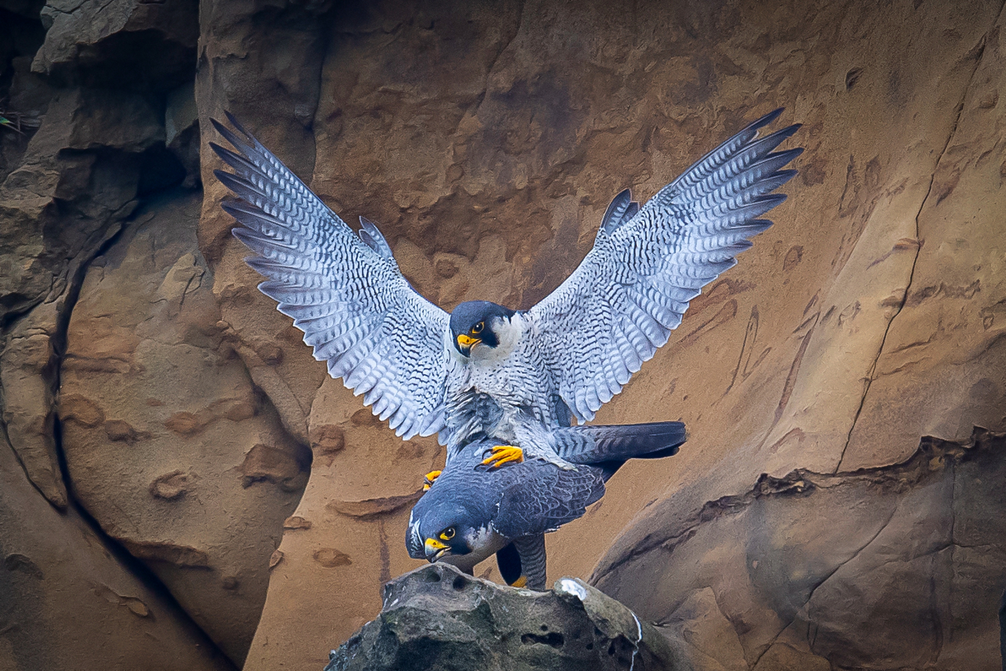 3月-佳作-洪子芸-遊隼