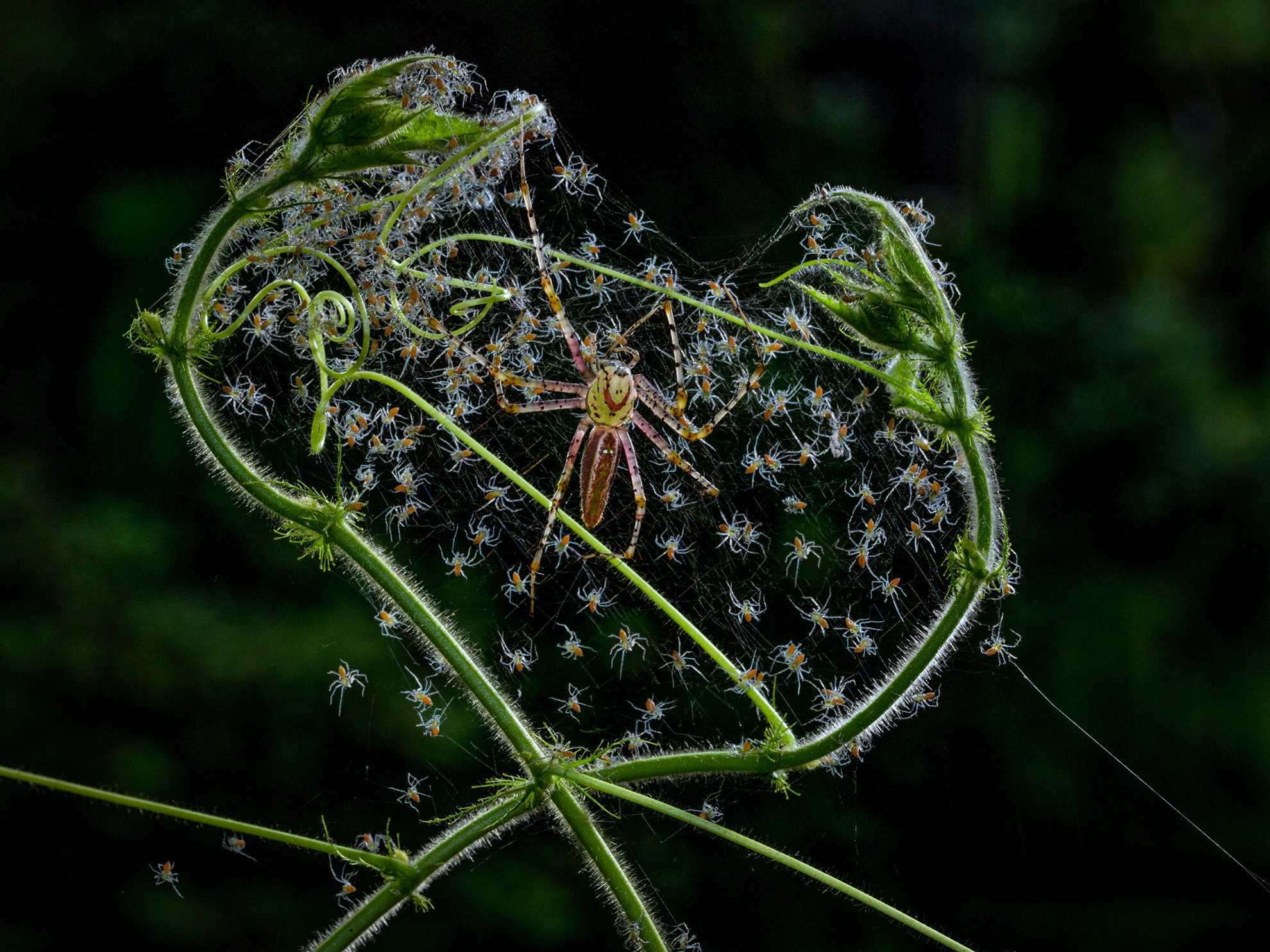 3月-佳作-黃清圳-百子千孫