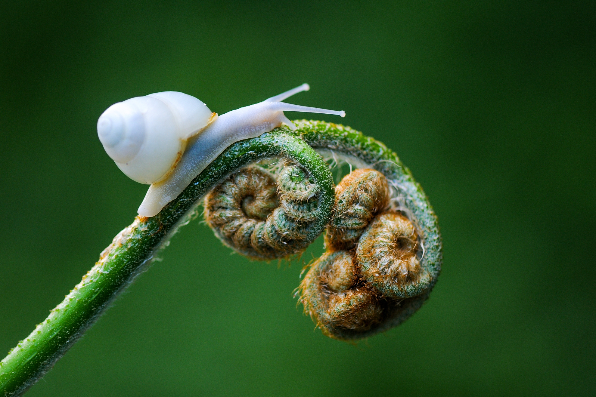 3月-入選-蔡閎任-蘭嶼光澤蝸牛