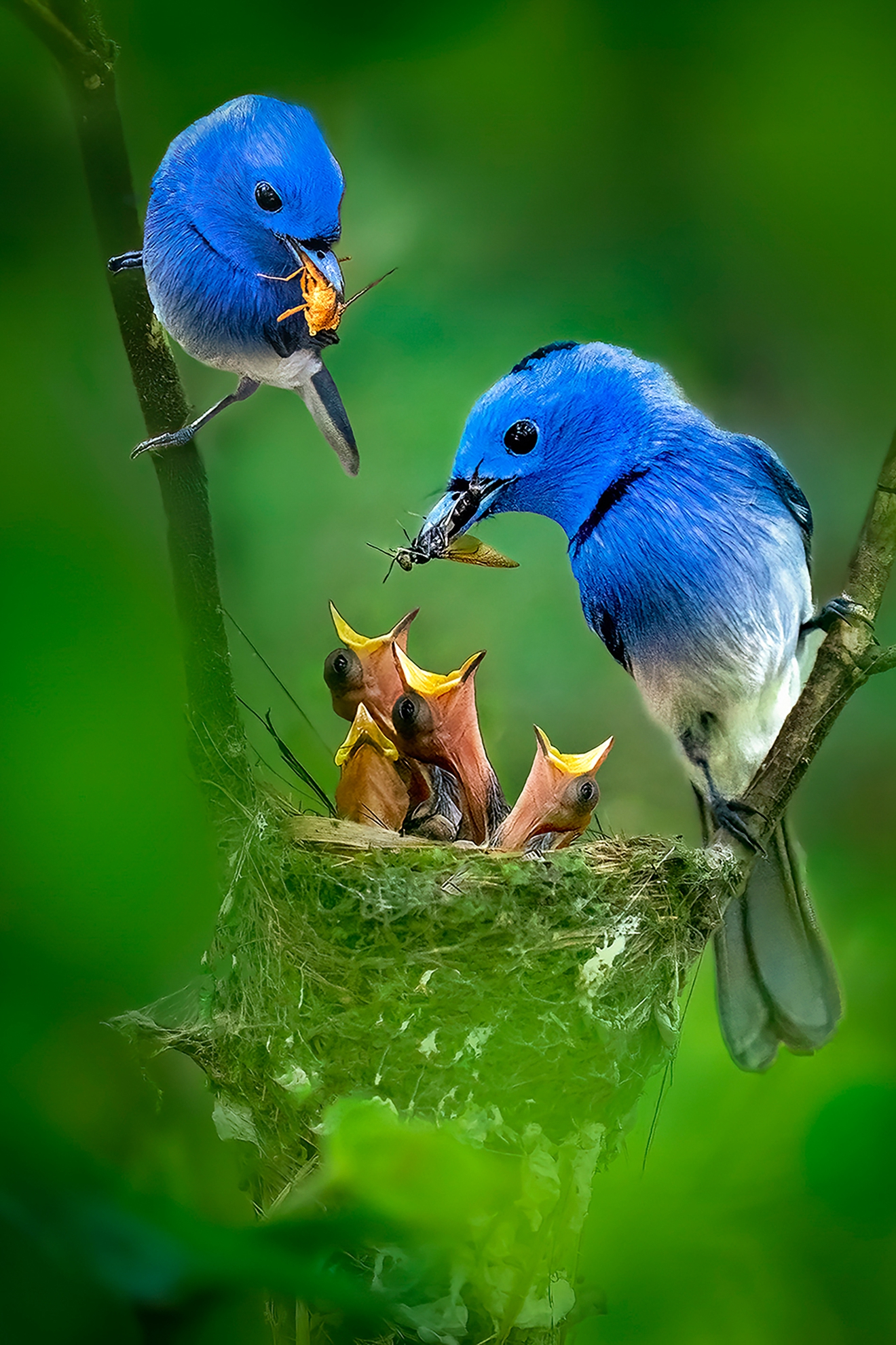 4月-佳作-戴志英-雙親育雛